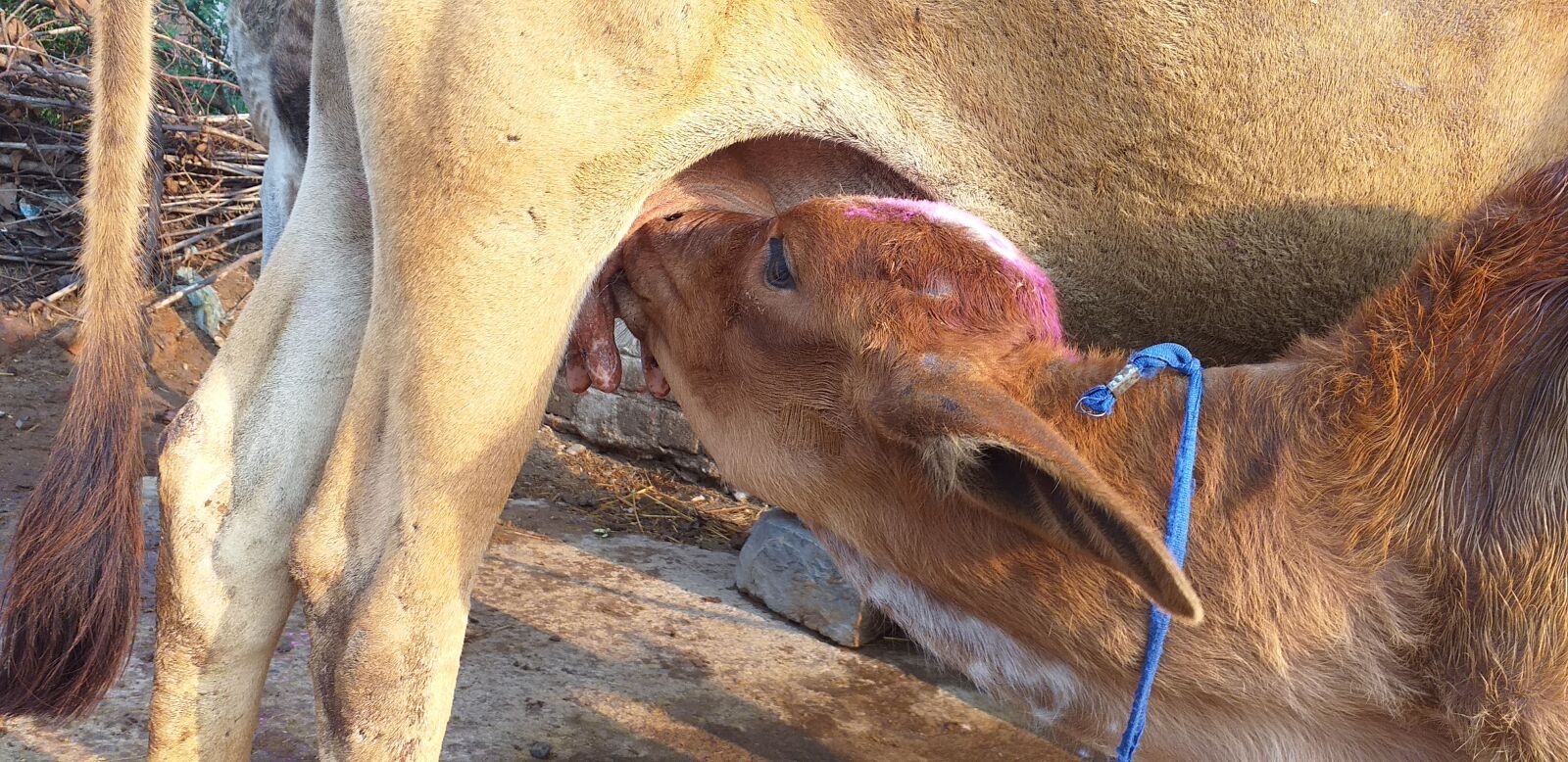 Samsung Galaxy J6+ sample photo. Calf, cow, animal photography