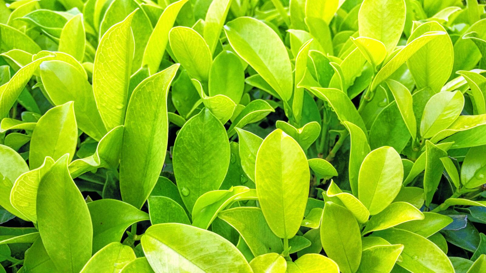Samsung Galaxy Note4 sample photo. Botanical, bright, close, up photography