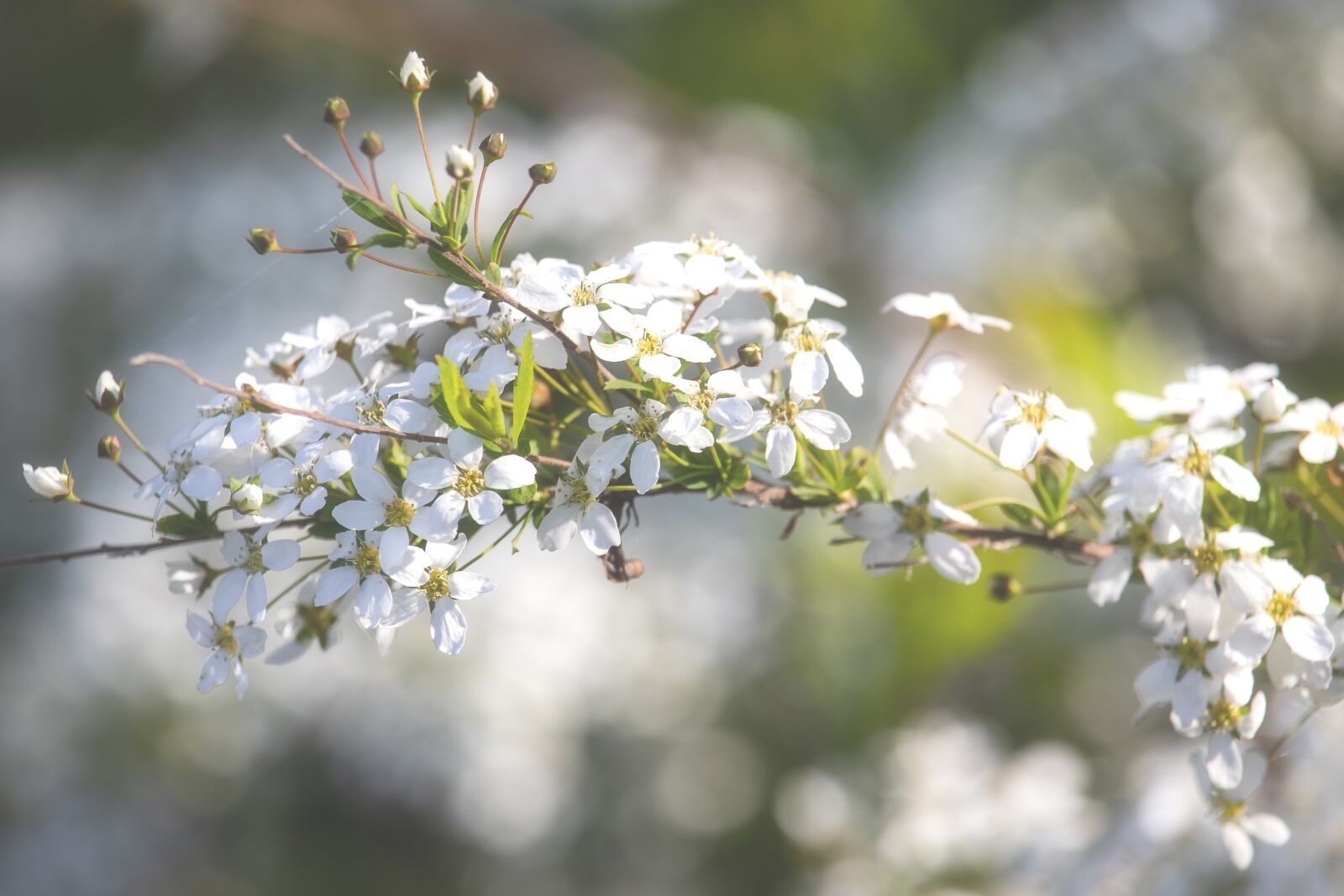 Canon EF-S 55-250mm F4-5.6 IS STM sample photo. Branch, bush, spring photography