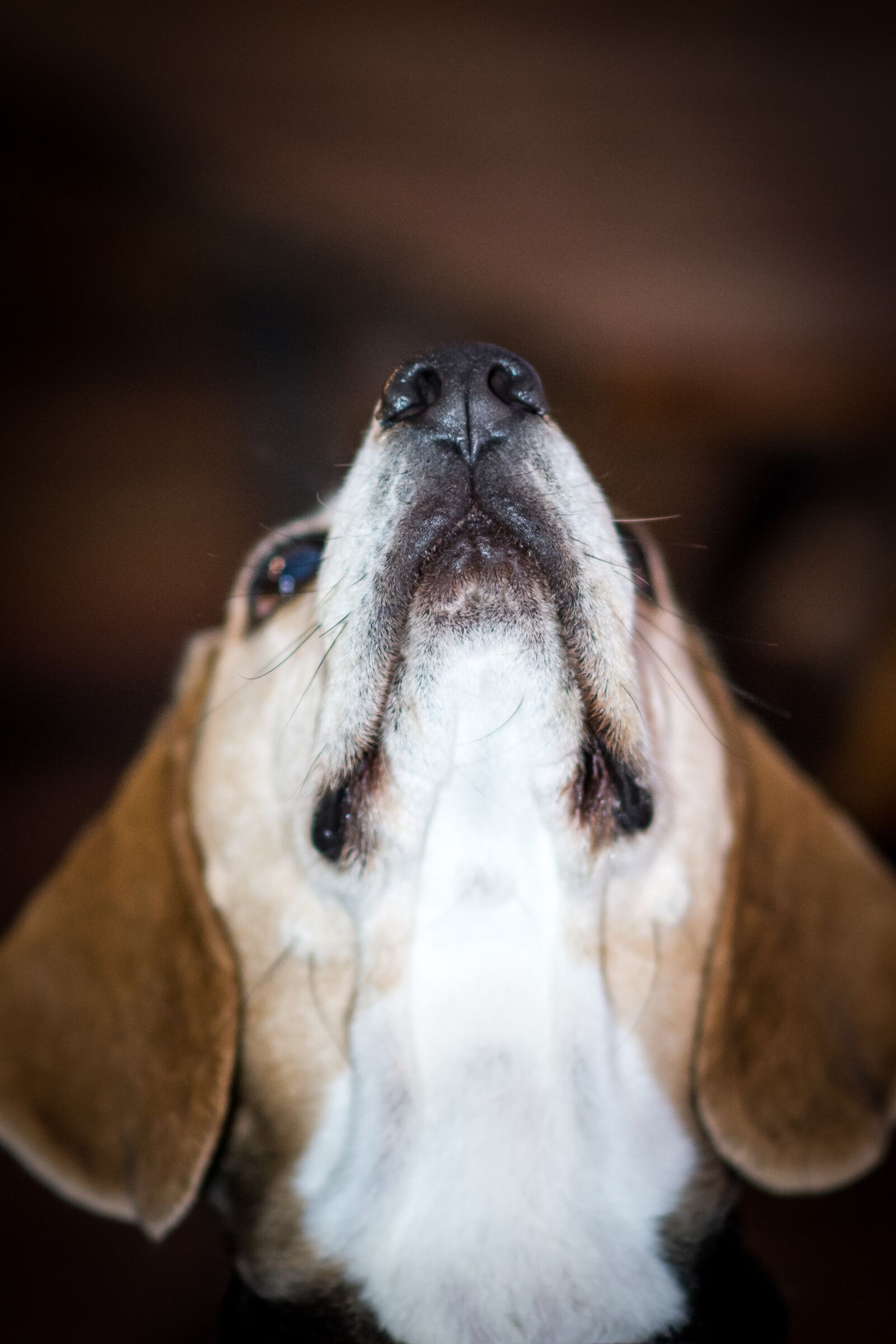 Nikon D7200 sample photo. Dog, puppy, animal photography