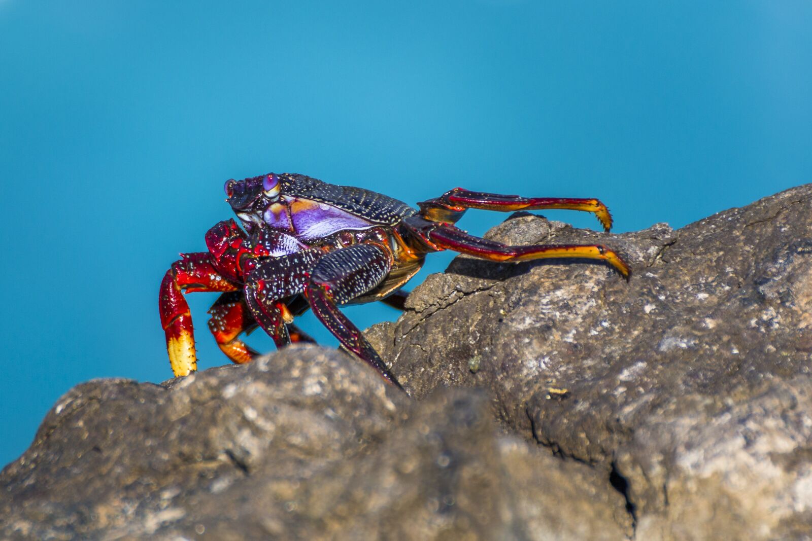 Canon EOS 70D sample photo. Crab, rock crab, atlantic photography