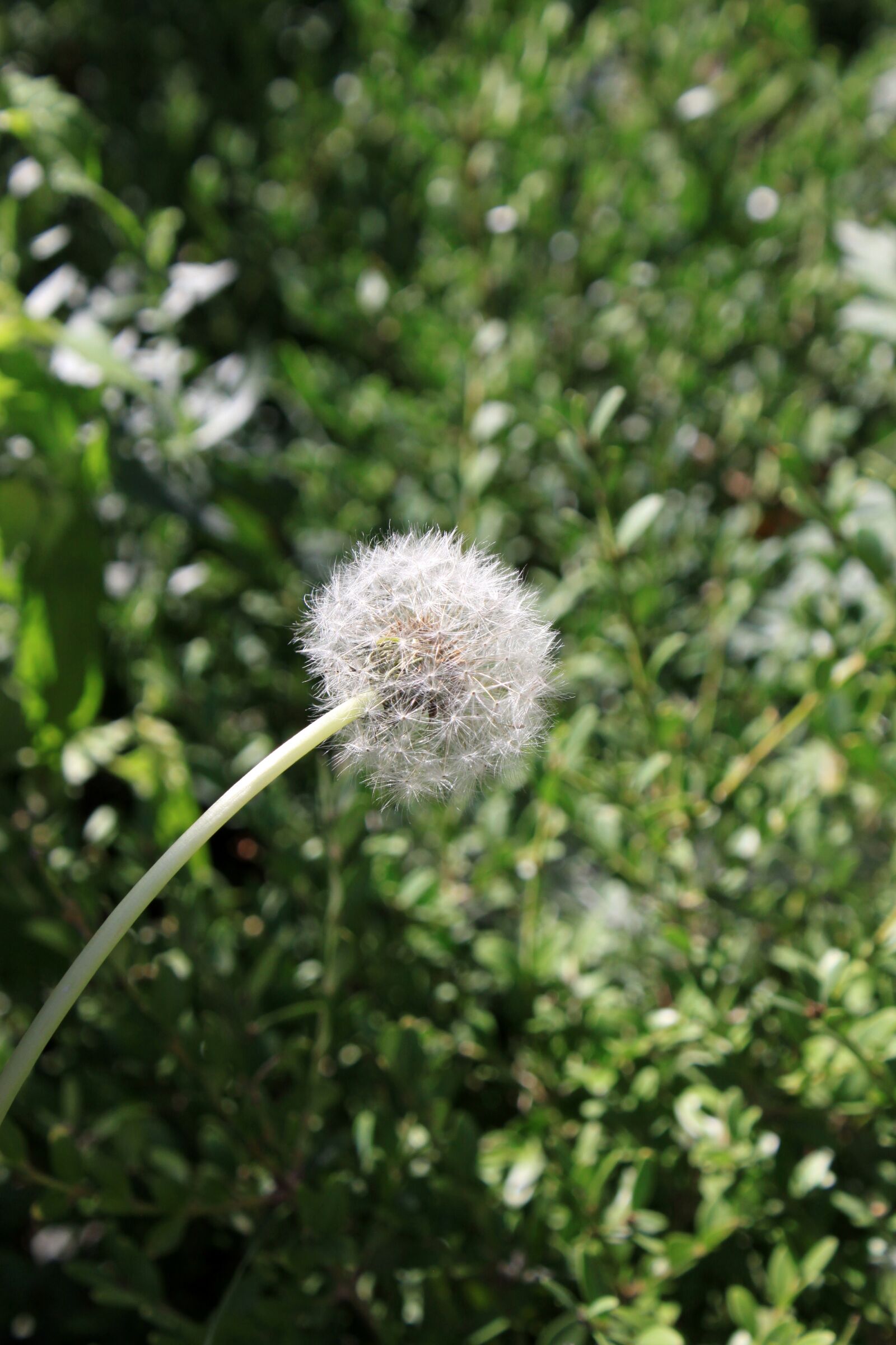 Canon EOS 50D sample photo. Dandelion, seeds, flowers photography