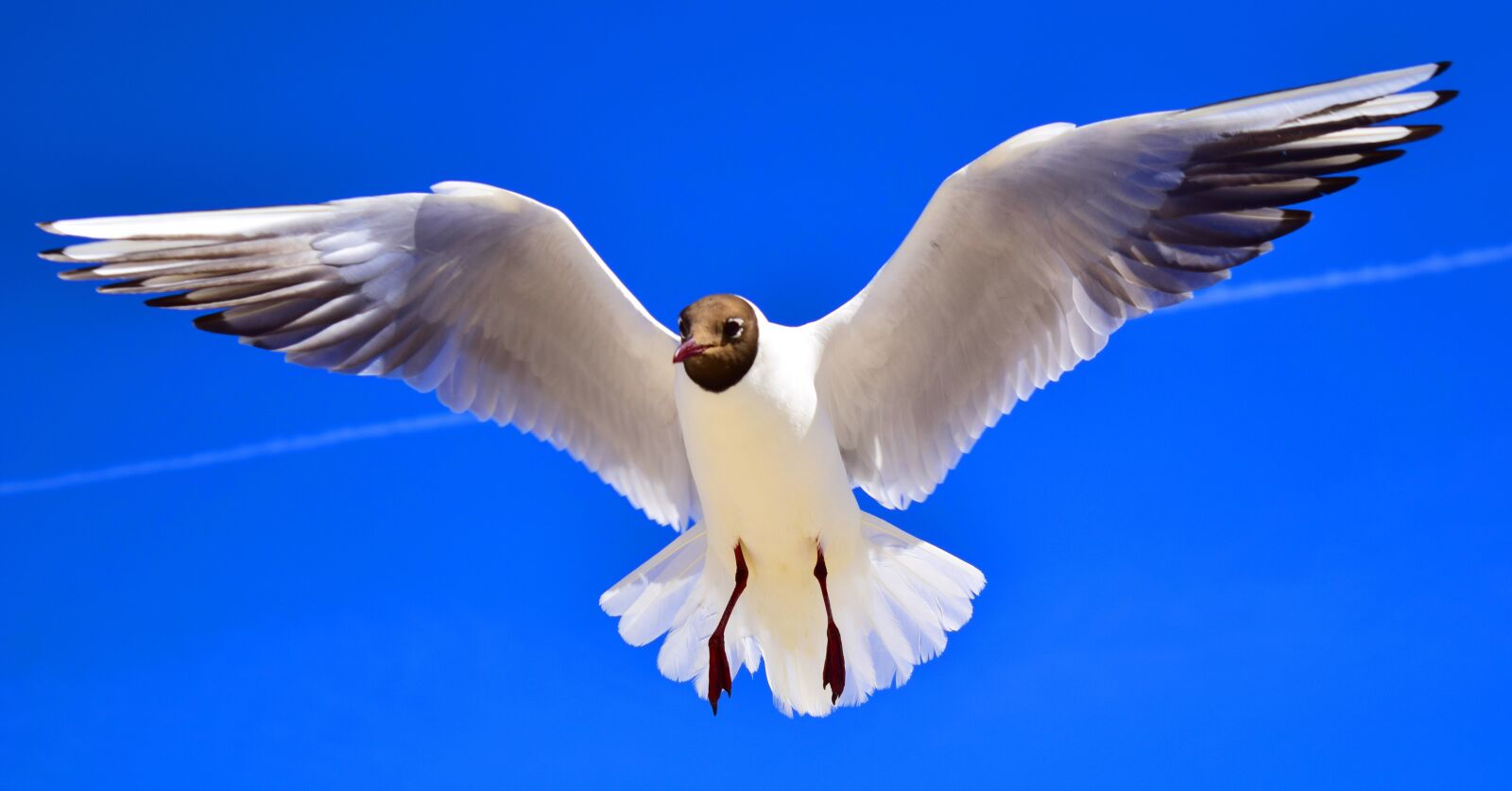 Nikon D5300 sample photo. Gulls, birds, flying photography