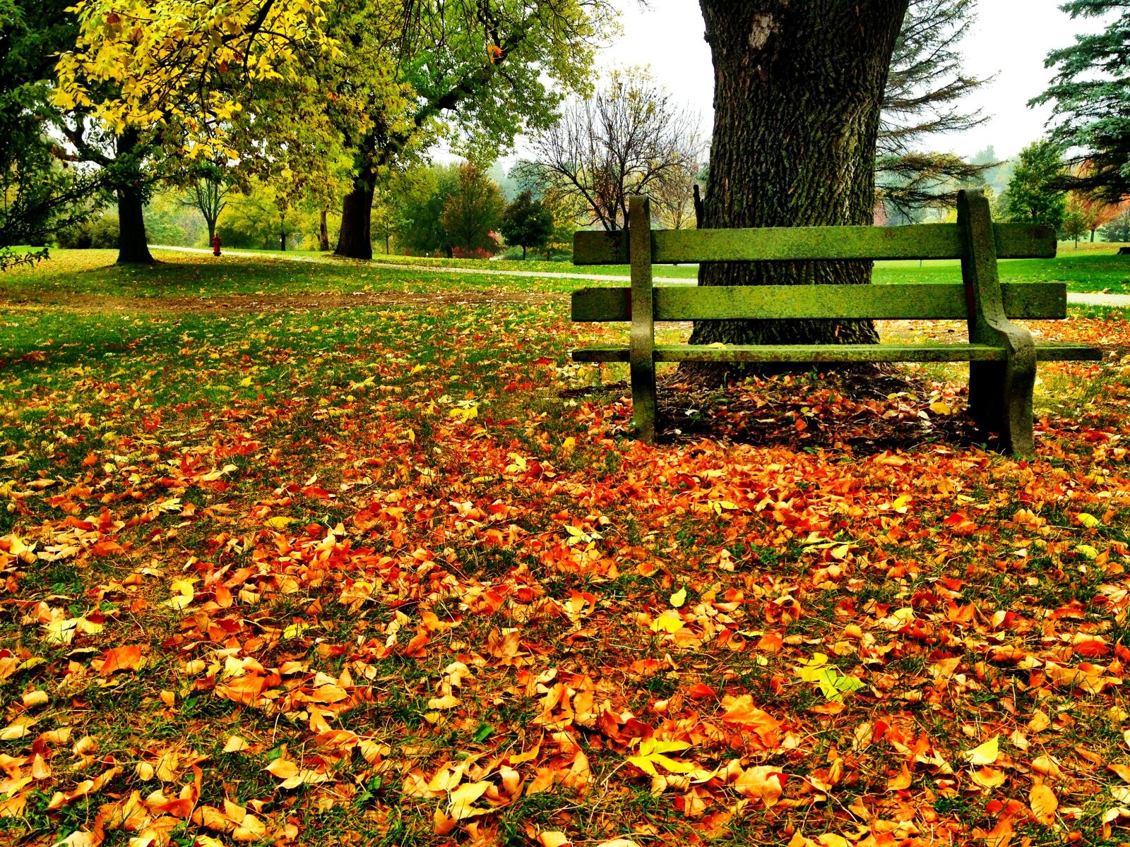 Apple iPhone 4S sample photo. Park bench, fall, fall photography