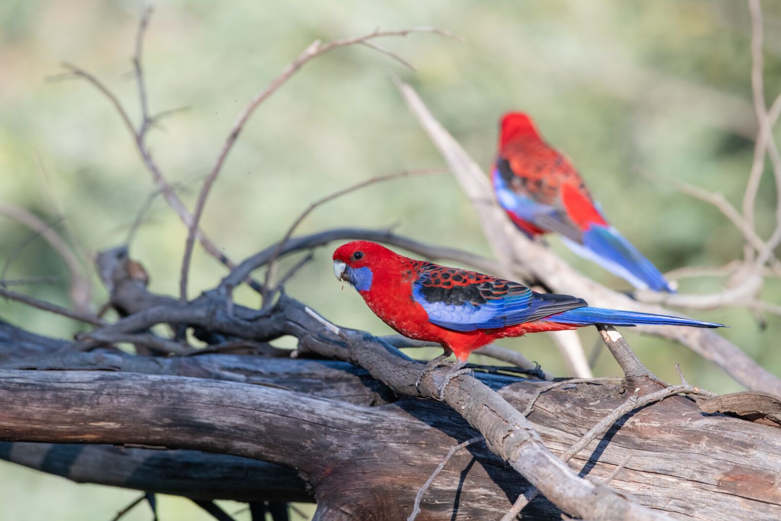 Nikon D850 sample photo. Crimson rosella, platycercus, elegans photography