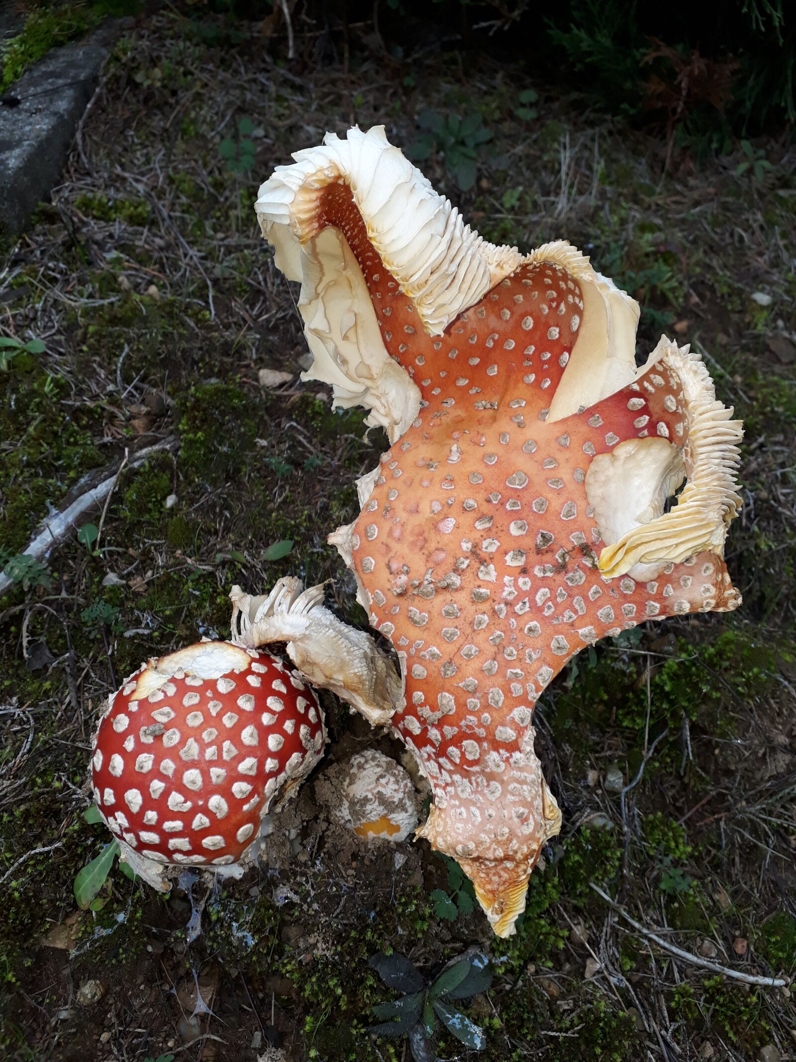 Samsung Galaxy A3(2017) sample photo. Amante, phalloides, couple photography