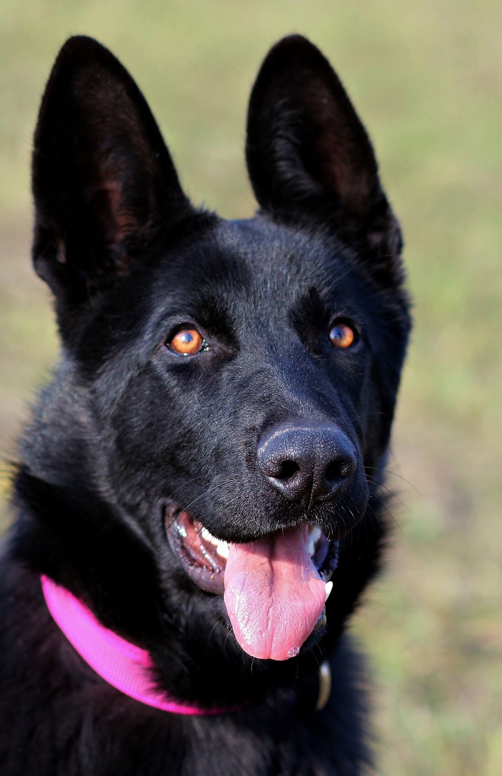 Canon EOS 600D (Rebel EOS T3i / EOS Kiss X5) sample photo. Black german shepherd, dog photography