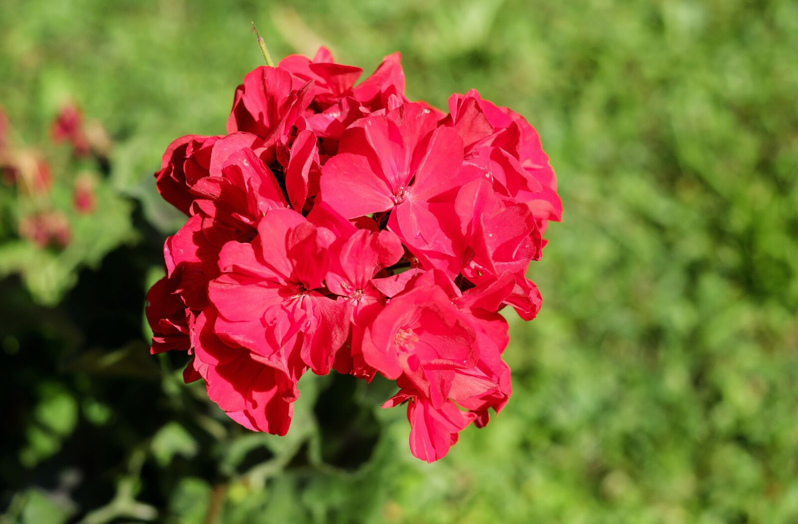 Fujifilm X-T10 + Fujifilm XF 35mm F1.4 R sample photo. Geranium, flower, blossom photography