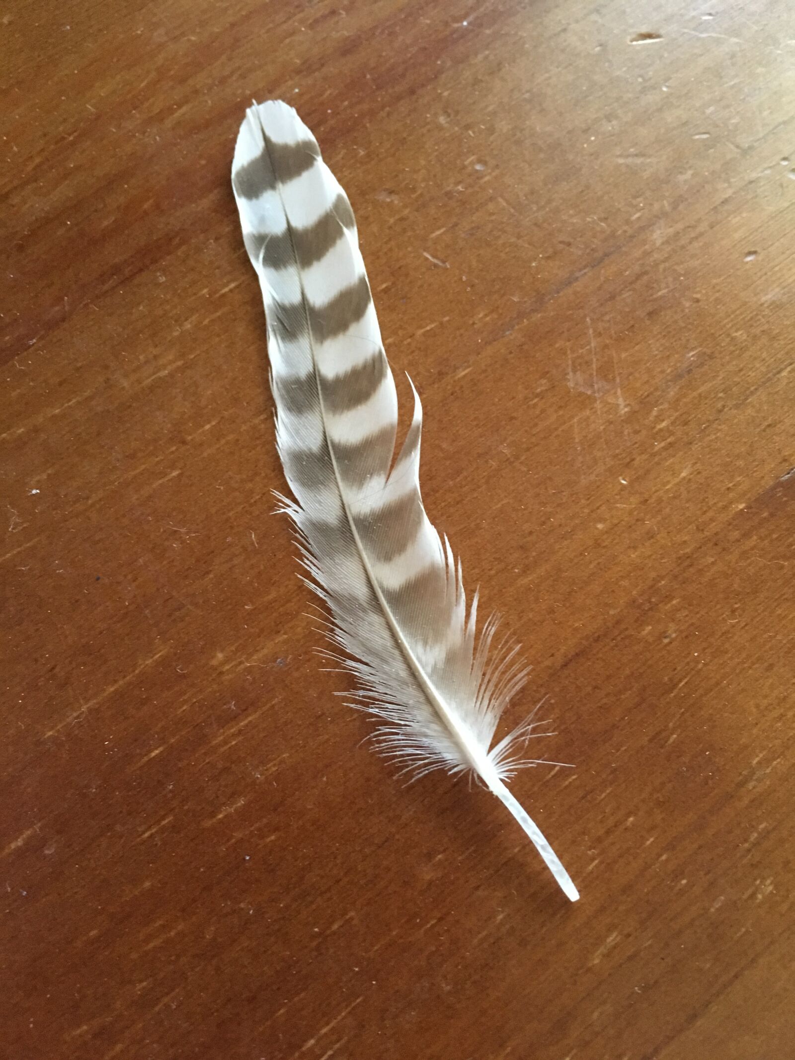 Apple iPhone 6s sample photo. Feather photography