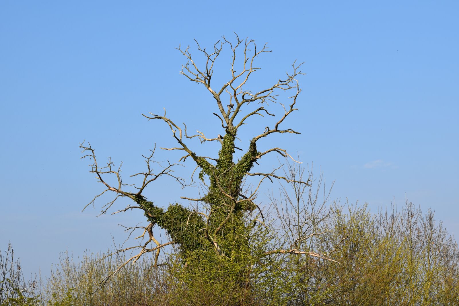 Nikon D5600 sample photo. Tree, dead tree, tree photography