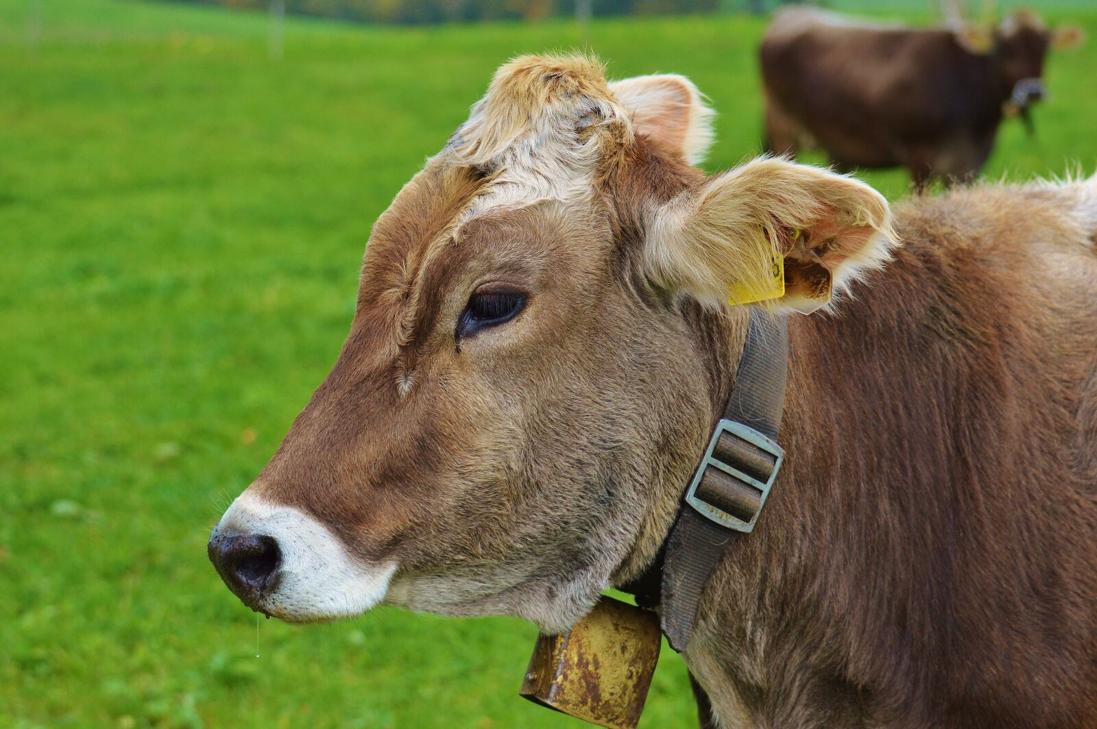 Nikon D3200 sample photo. Cow, allgäu, cows photography