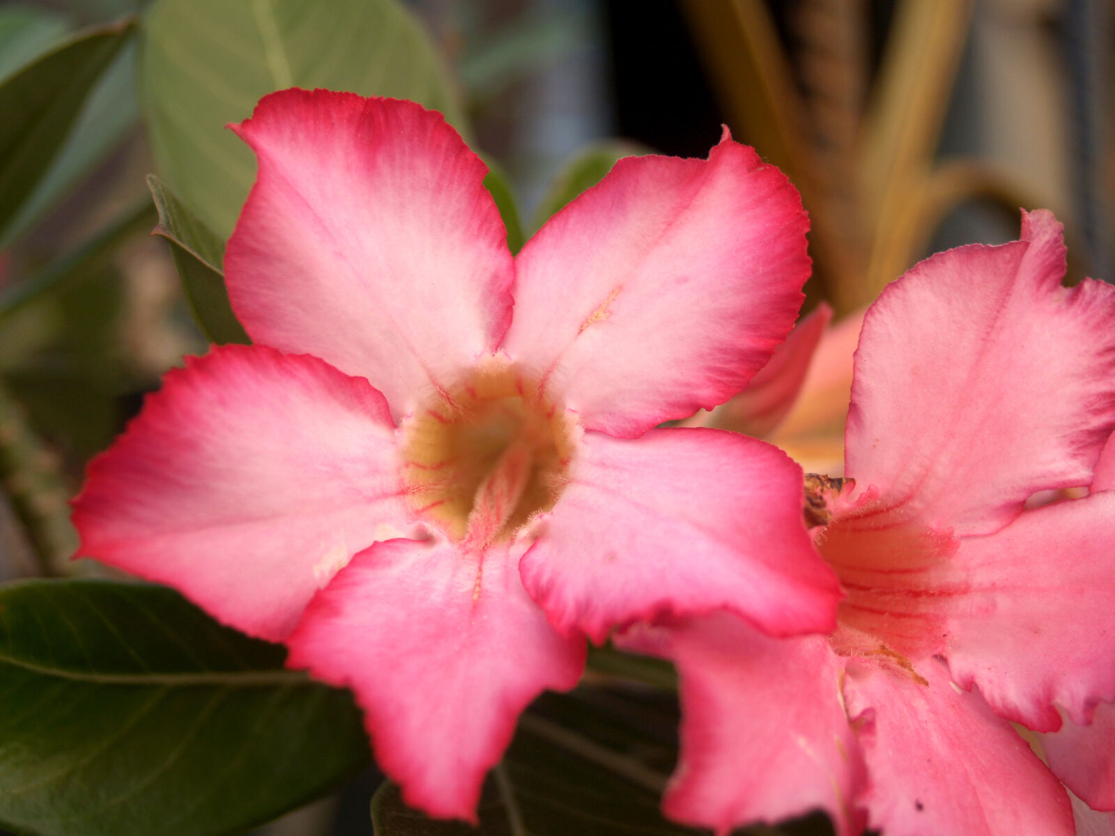 Olympus E-300 (EVOLT E-300) sample photo. Abstract, beautiful, beauty, bloom photography