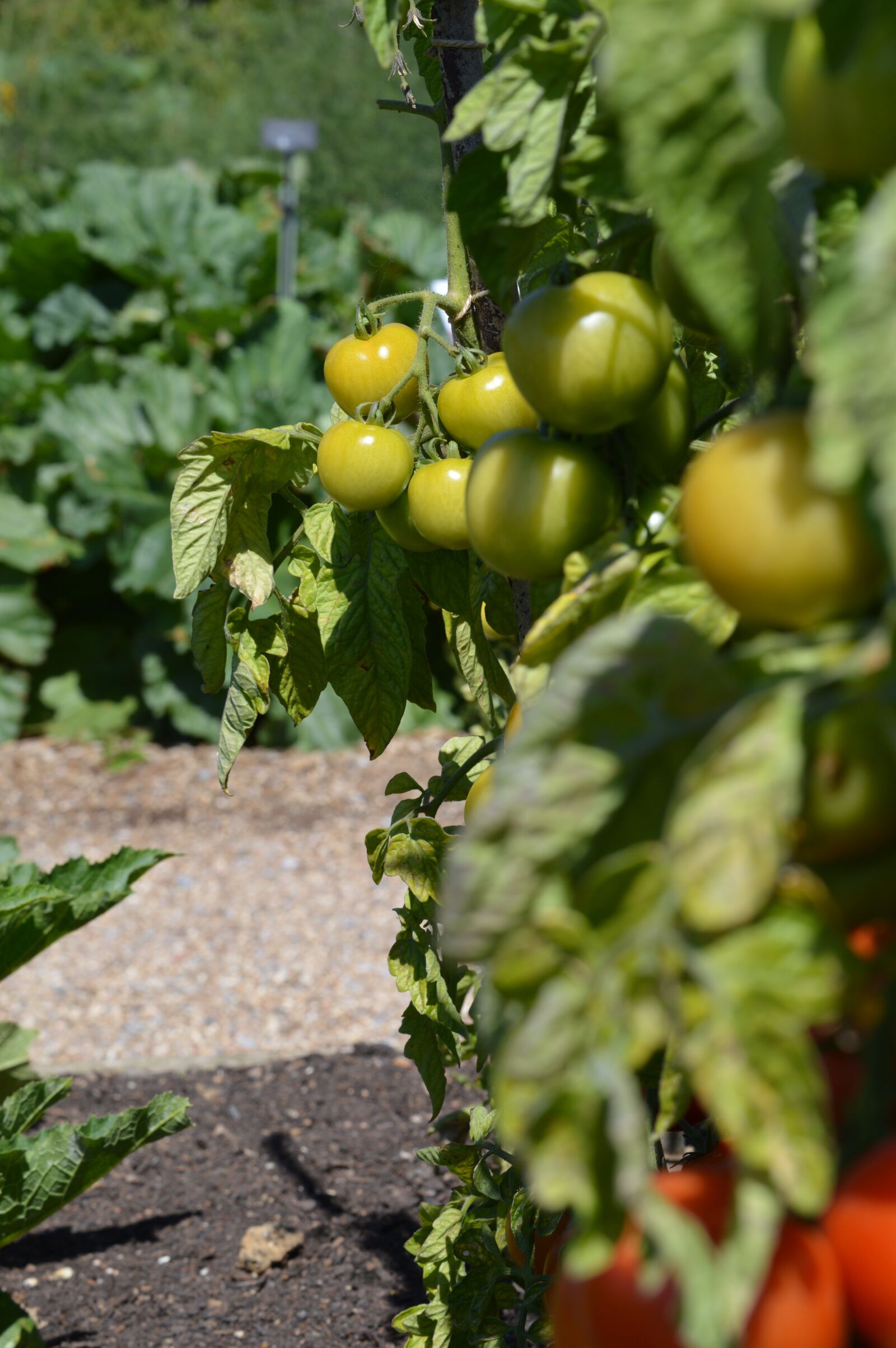 Nikon D3200 sample photo. Tomato, garden, green photography