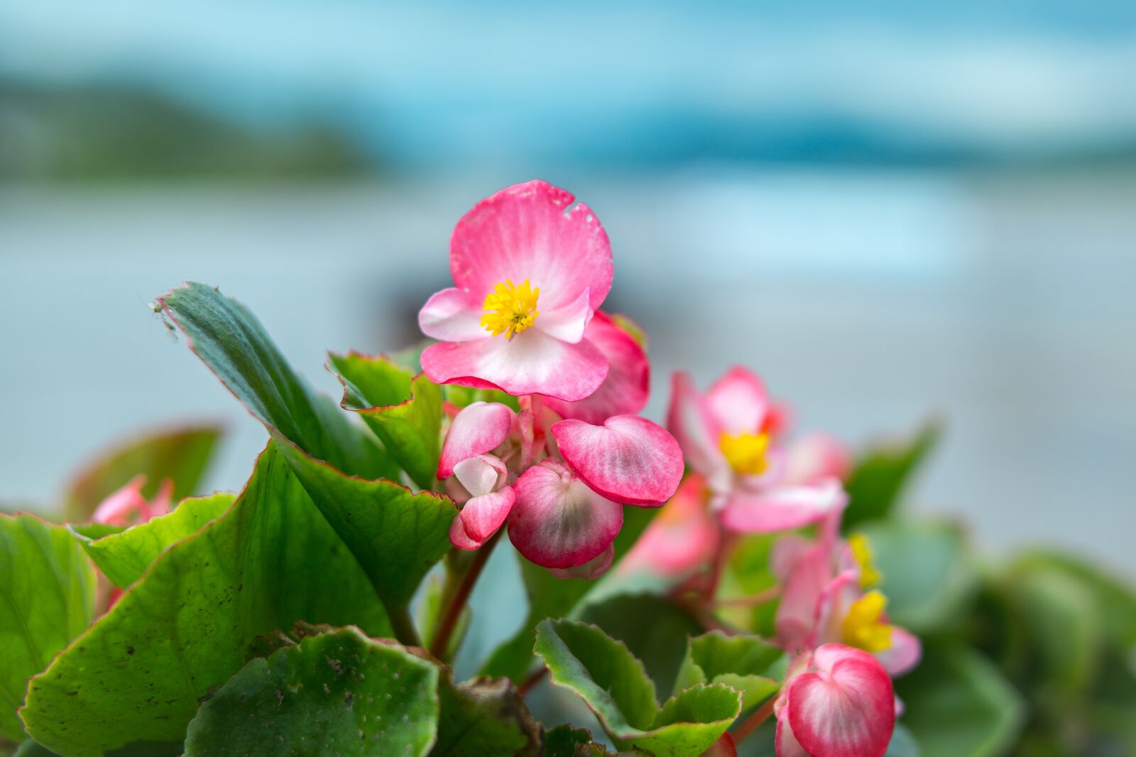 Samsung NX300M sample photo. Ice begonia, begonia, god photography