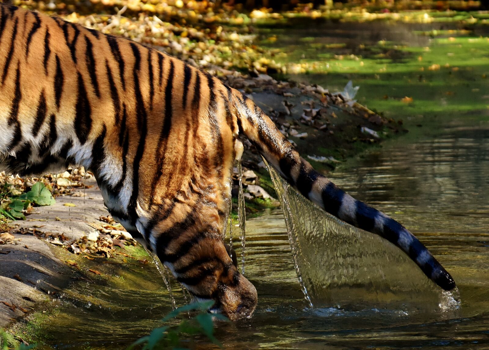 Nikon D7200 sample photo. Tiger, predator, water photography
