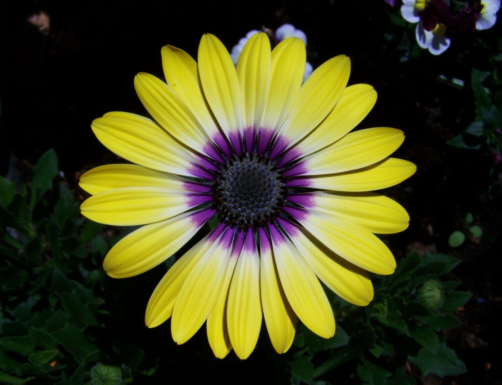 Kodak EASYSHARE ZD710 ZOOM DIGITAL CAMERA sample photo. Daisy, flower garden, summer photography