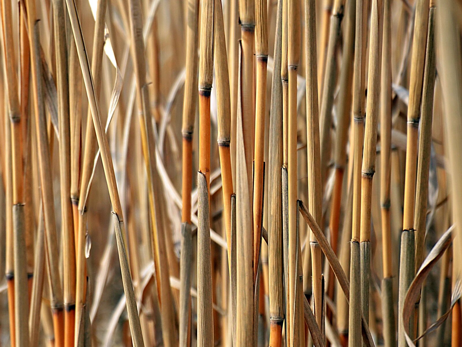 Nikon D5100 sample photo. Miscanthus, elephant grass, biomass photography