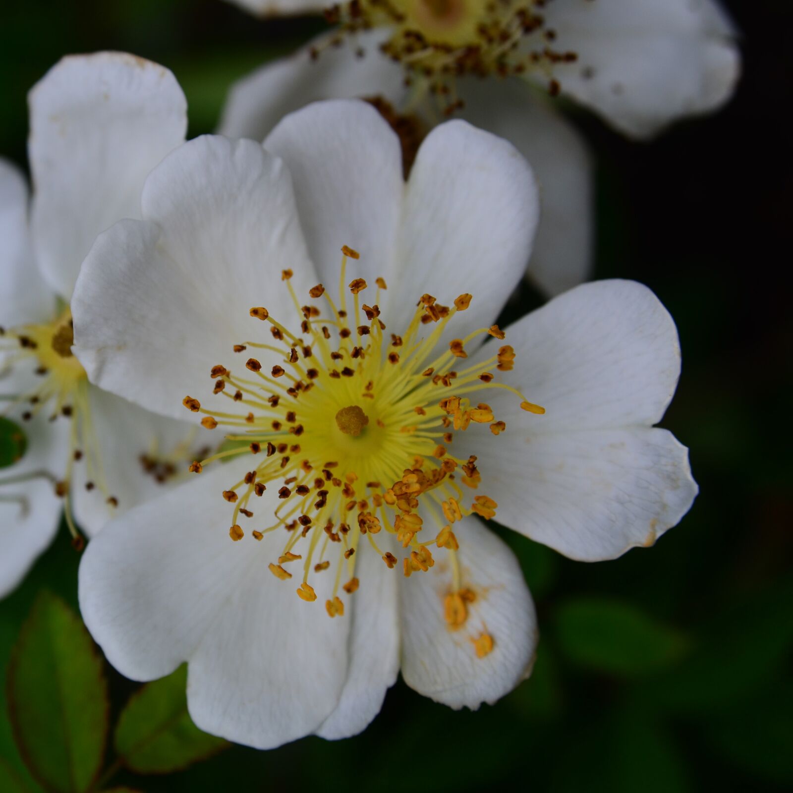 Nikon D7000 sample photo. Rose, near natural, garden photography