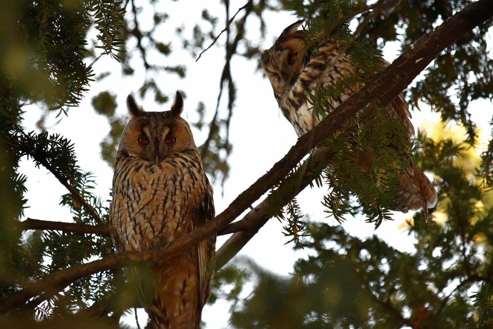 Nikon D5500 sample photo. Birds, branches, great horned photography