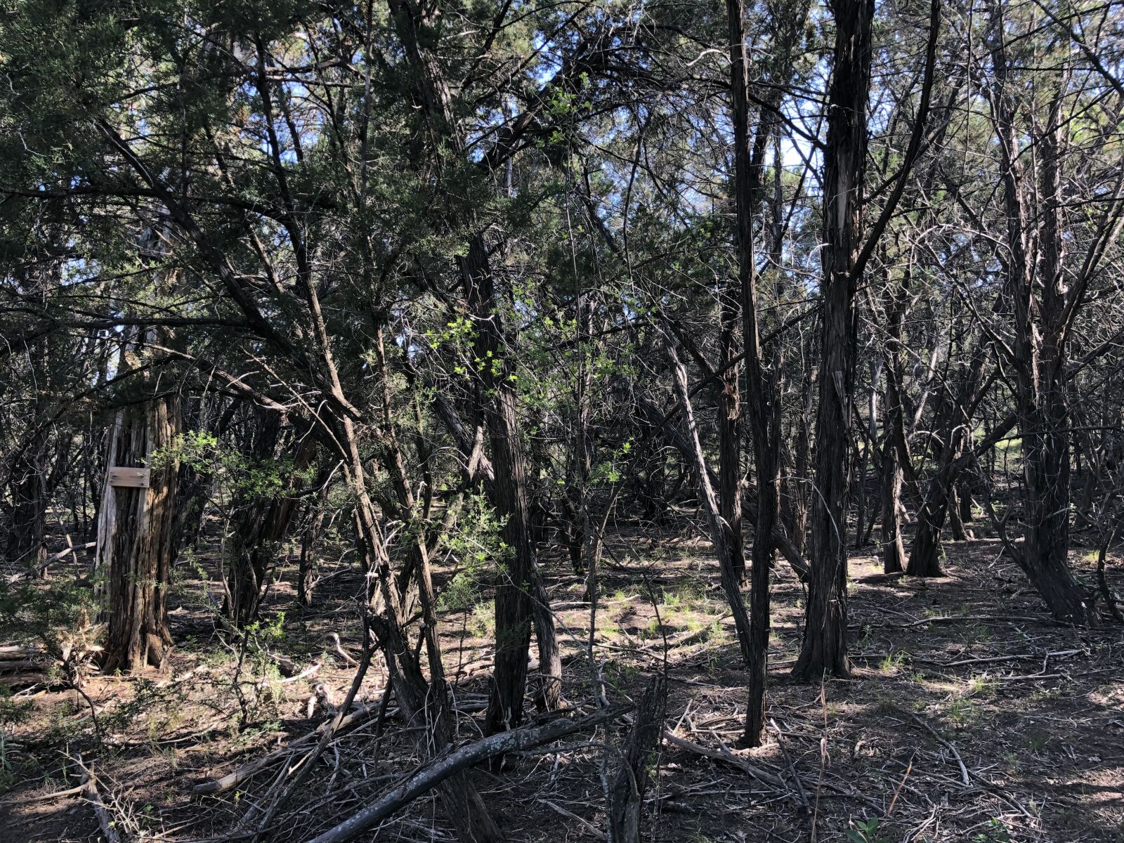 iPhone X back dual camera 4mm f/1.8 sample photo. Woods, landscape, nature photography