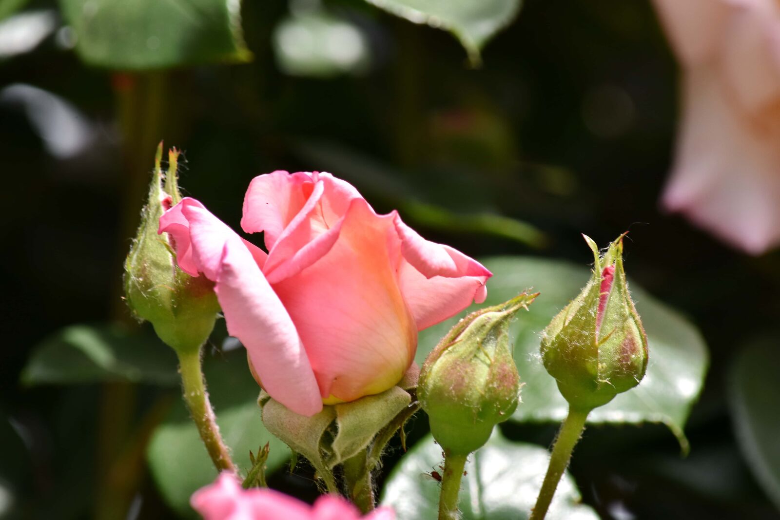Nikon D5500 sample photo. Flower bud, flower garden photography