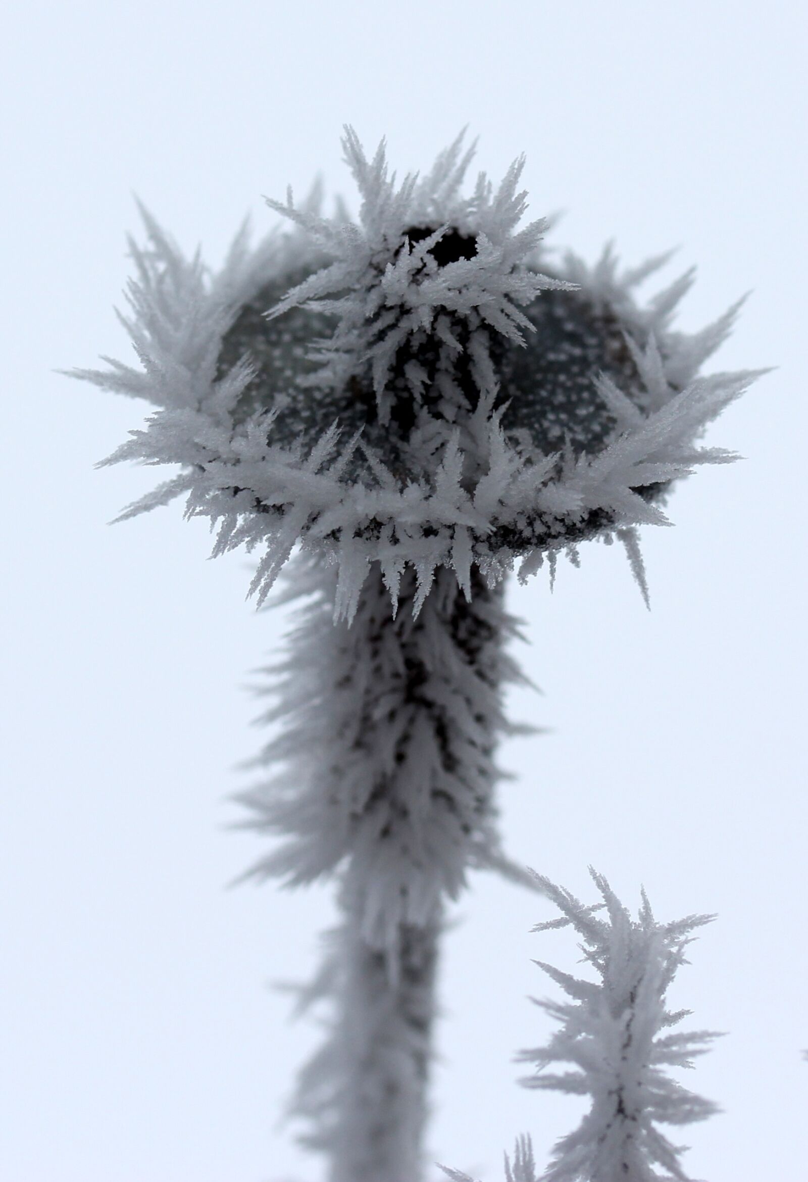 Canon EF-S 60mm F2.8 Macro USM sample photo. Flower, frozen, rime photography