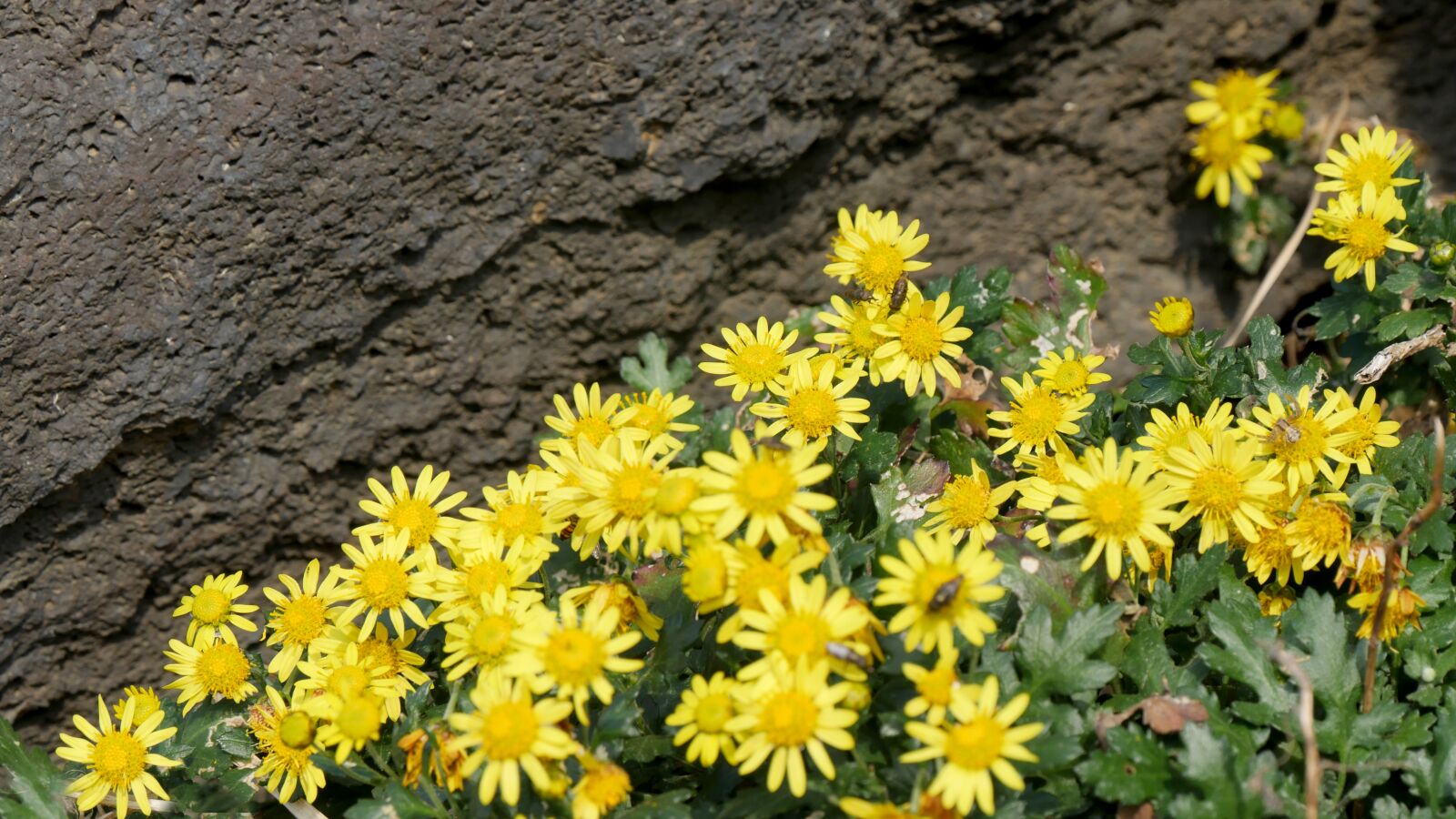 Panasonic Lumix DMC-GH4 sample photo. Korea, jeju, jeju seascape photography