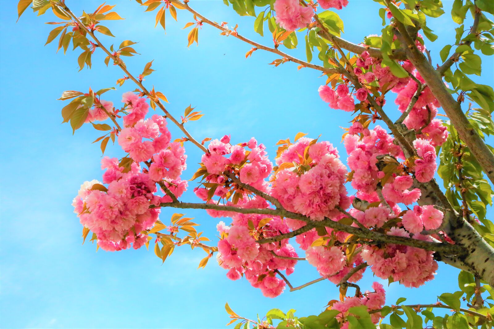 Canon EF 24-105mm F4L IS USM sample photo. Flowers, spring, nature photography