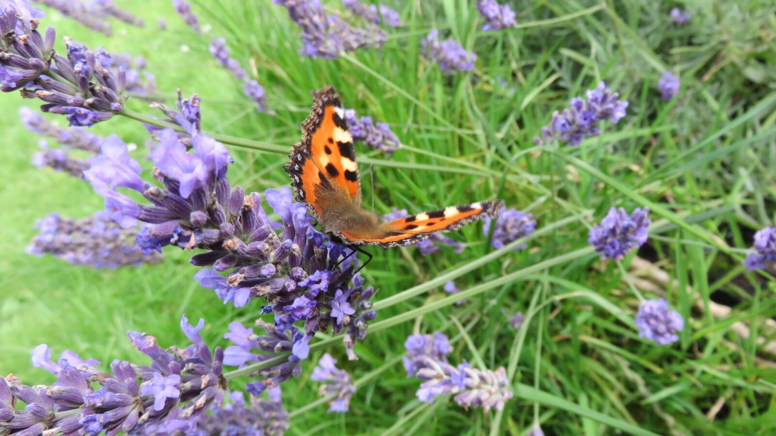 Canon PowerShot SX700 HS sample photo. Butterflies, little fox, nature photography