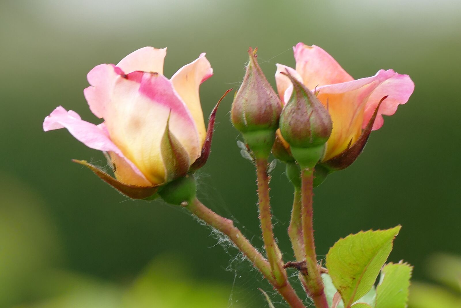Panasonic Lumix DMC-FZ1000 sample photo. Rose, button, rosebud photography