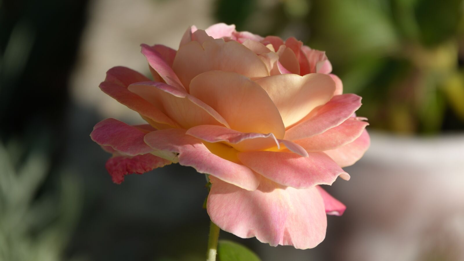 Sony Cyber-shot DSC-RX10 IV sample photo. Pink, blade, summer photography