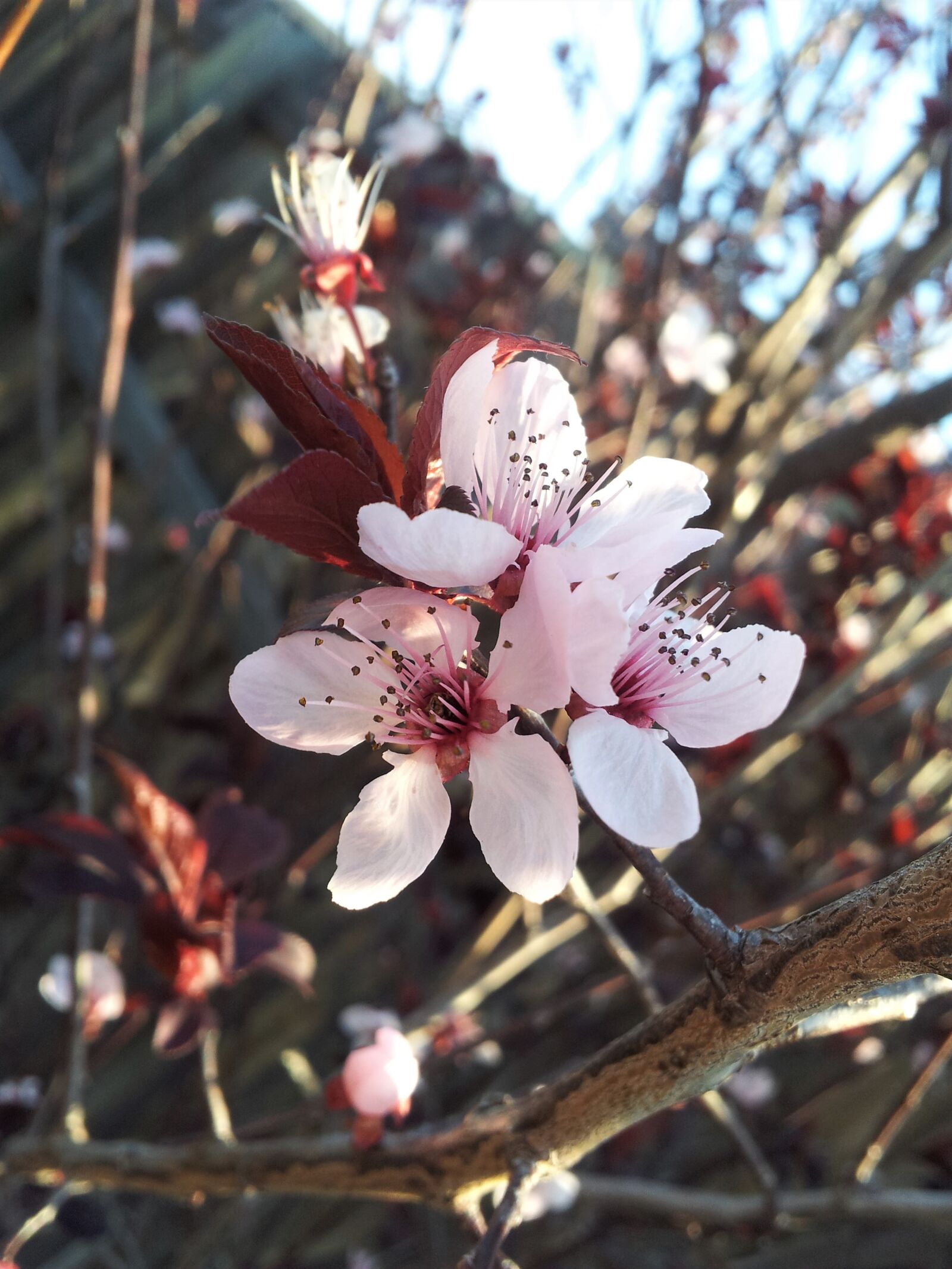 Samsung Galaxy S2 sample photo. Flower, blossom, apple photography