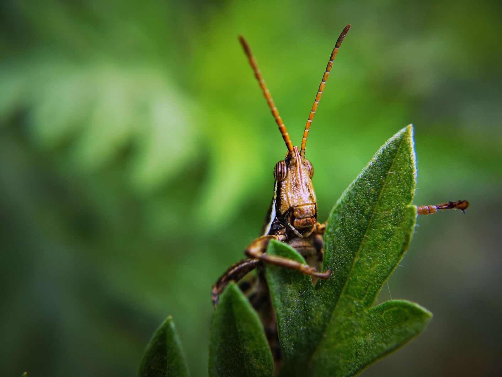 HUAWEI P20 Pro sample photo. Insect, grasshopper, bug photography