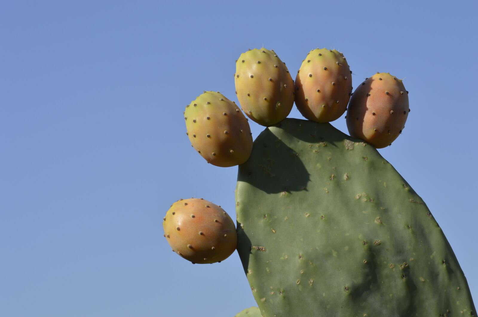 Nikon D3200 sample photo. Fig, india, figs photography