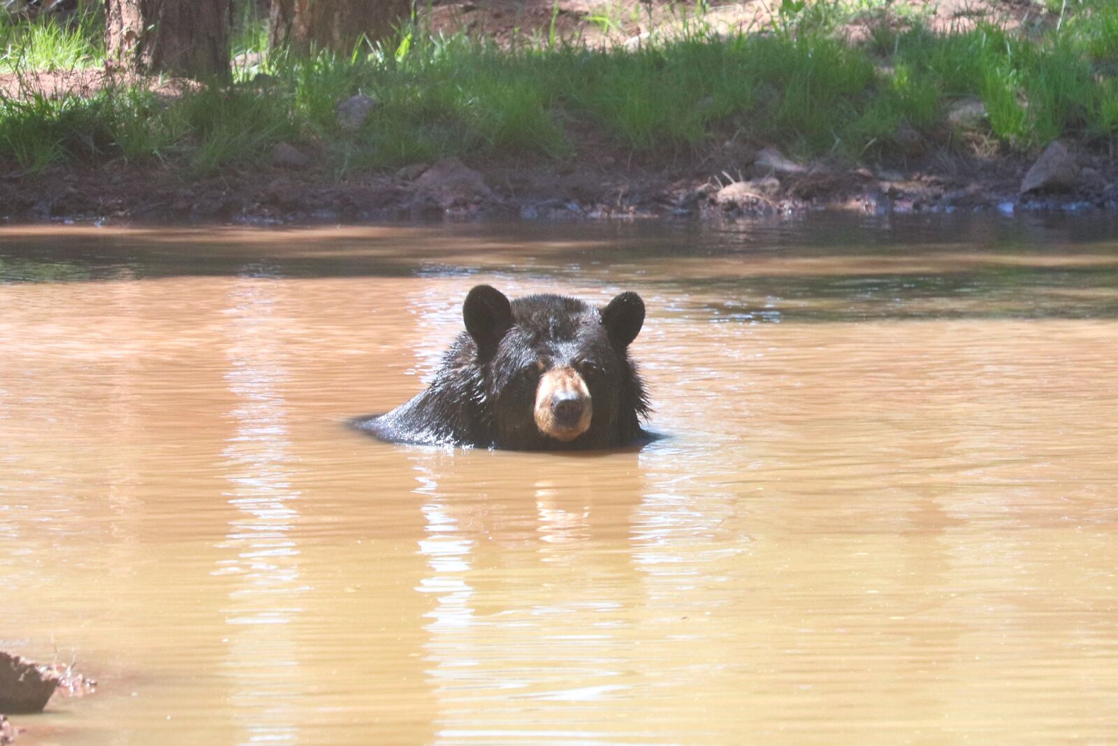 Canon EOS 200D (EOS Rebel SL2 / EOS Kiss X9) sample photo. Bear, forest, nature photography