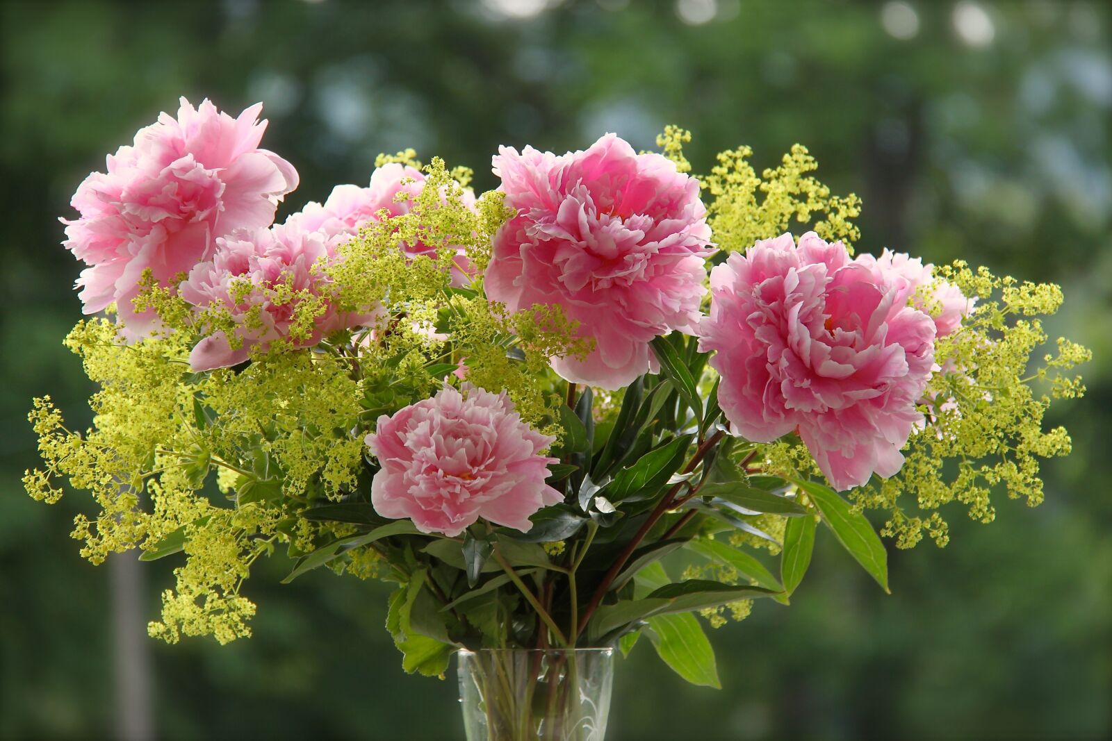 Canon EOS 500D (EOS Rebel T1i / EOS Kiss X3) sample photo. Bouquet, peonies, pink photography
