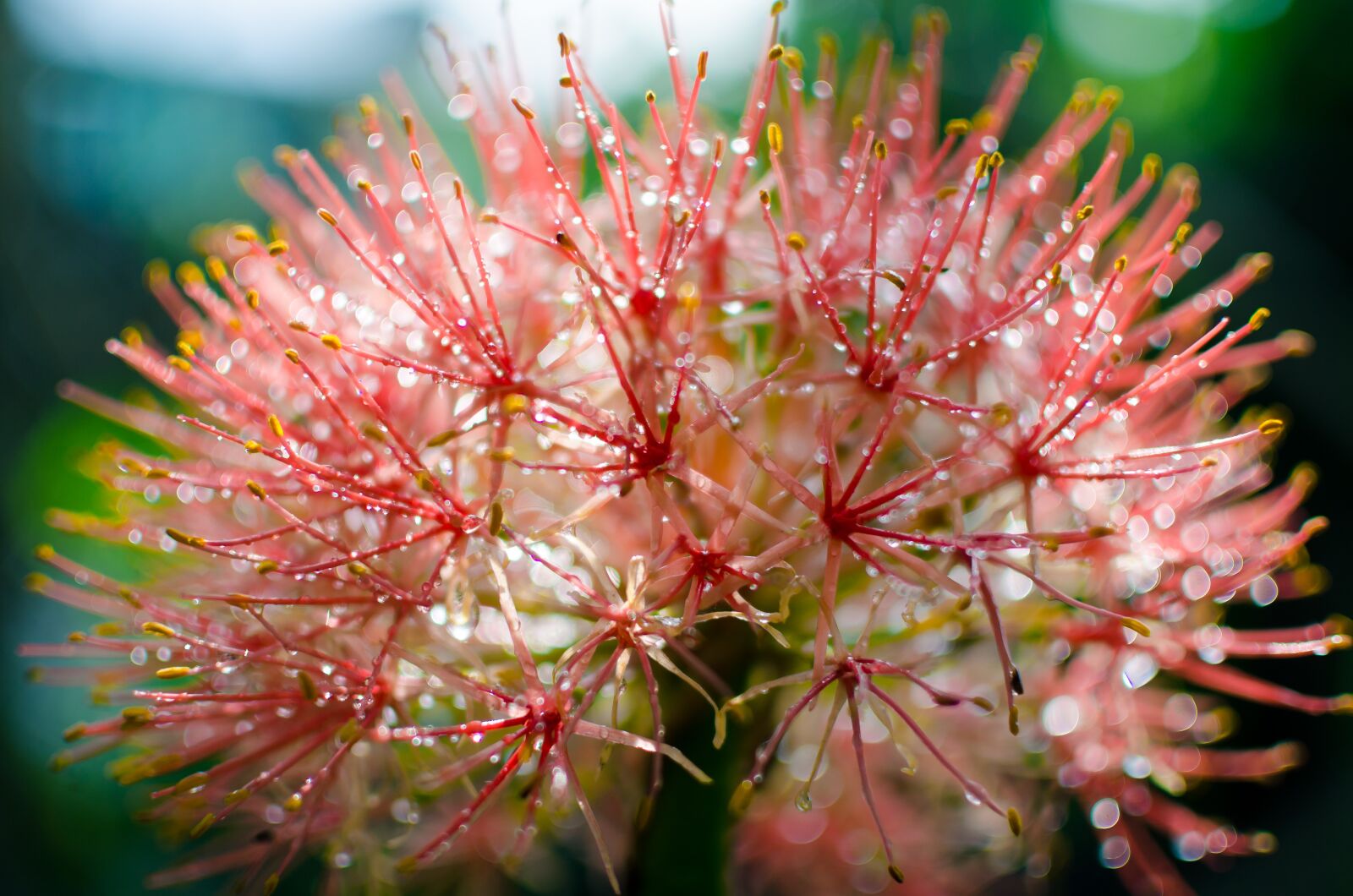 Nikon D5100 sample photo. Beautiful flowers, flower closeup photography