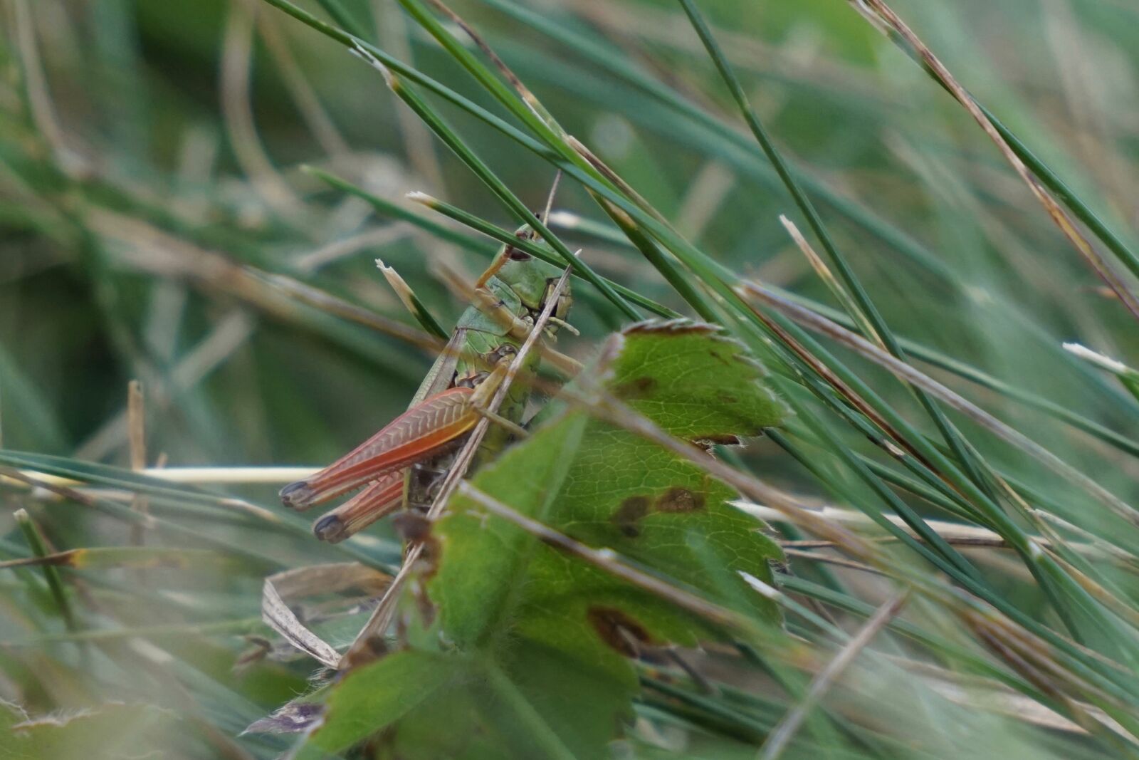 Sony a6000 sample photo. Grasshopper, orthoptera, europe photography