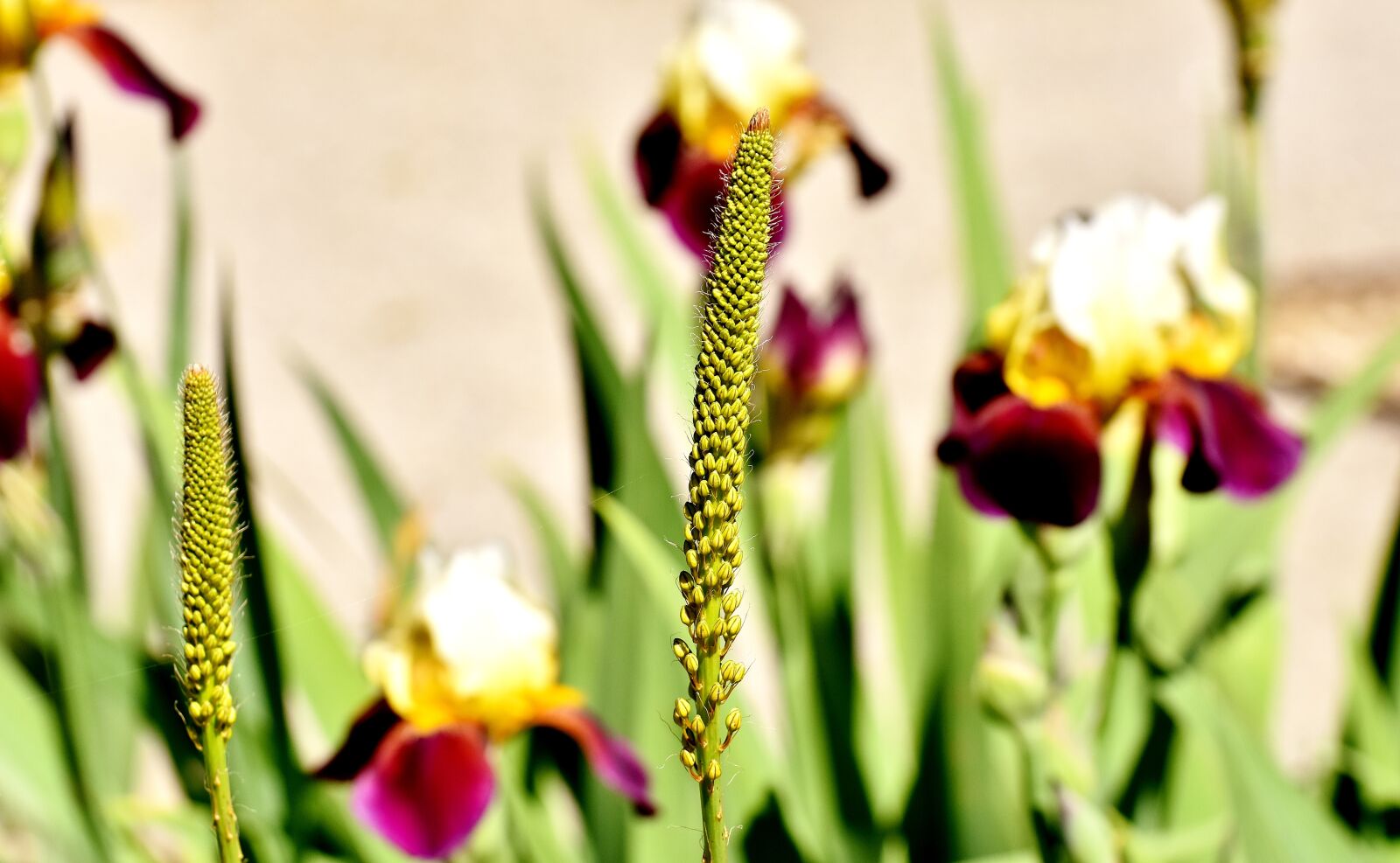 Nikon D7200 sample photo. Grasses, flowers, nature photography