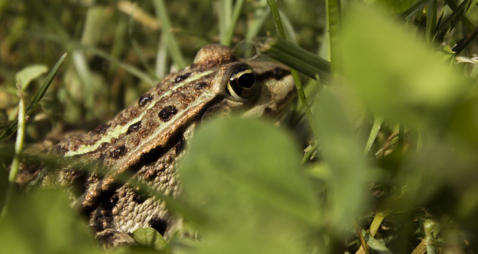 Canon EOS 60D sample photo. Frog, nature, grass photography