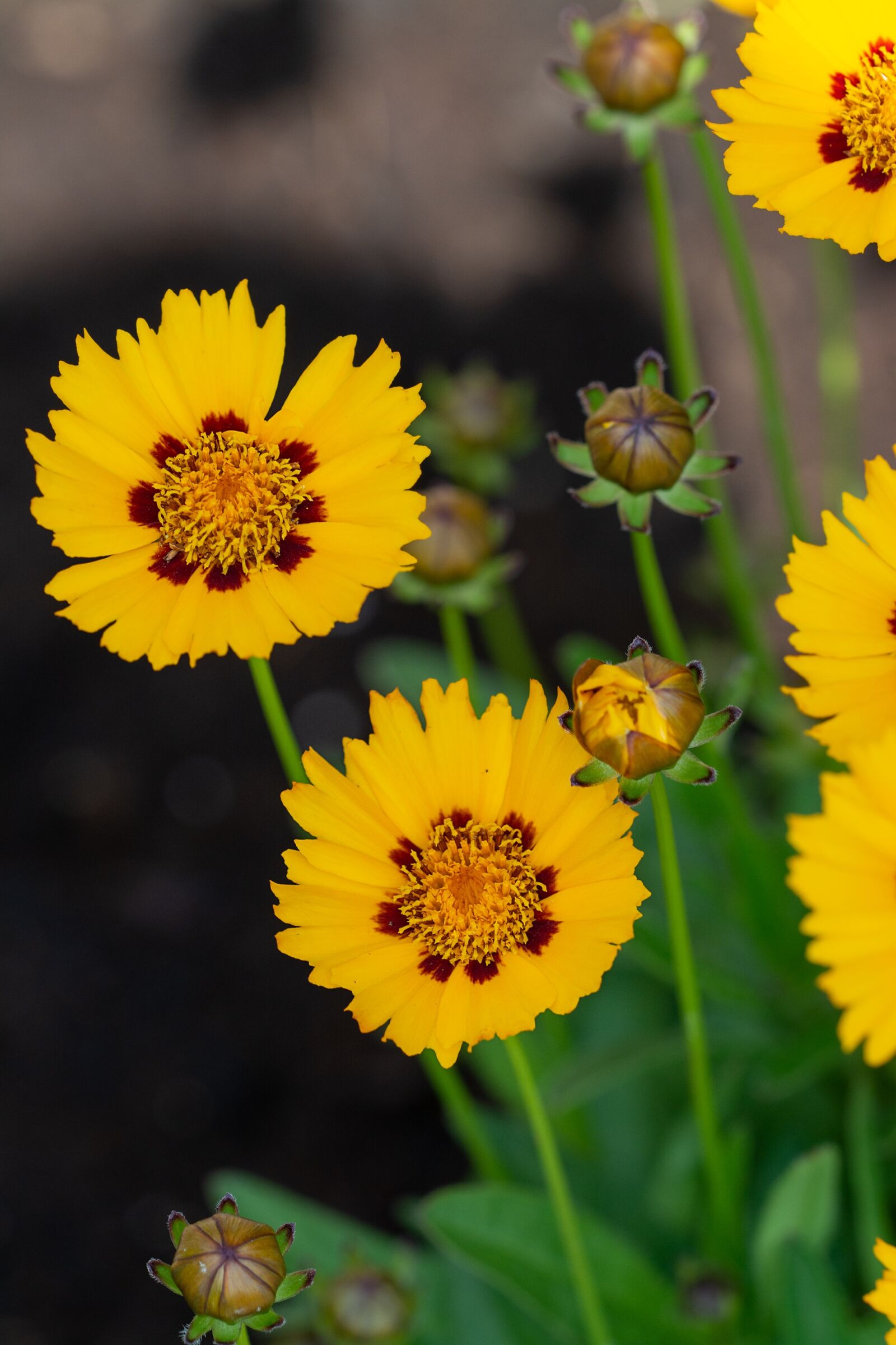 Nikon D7100 sample photo. Flowers, yellow, yellow flowers photography