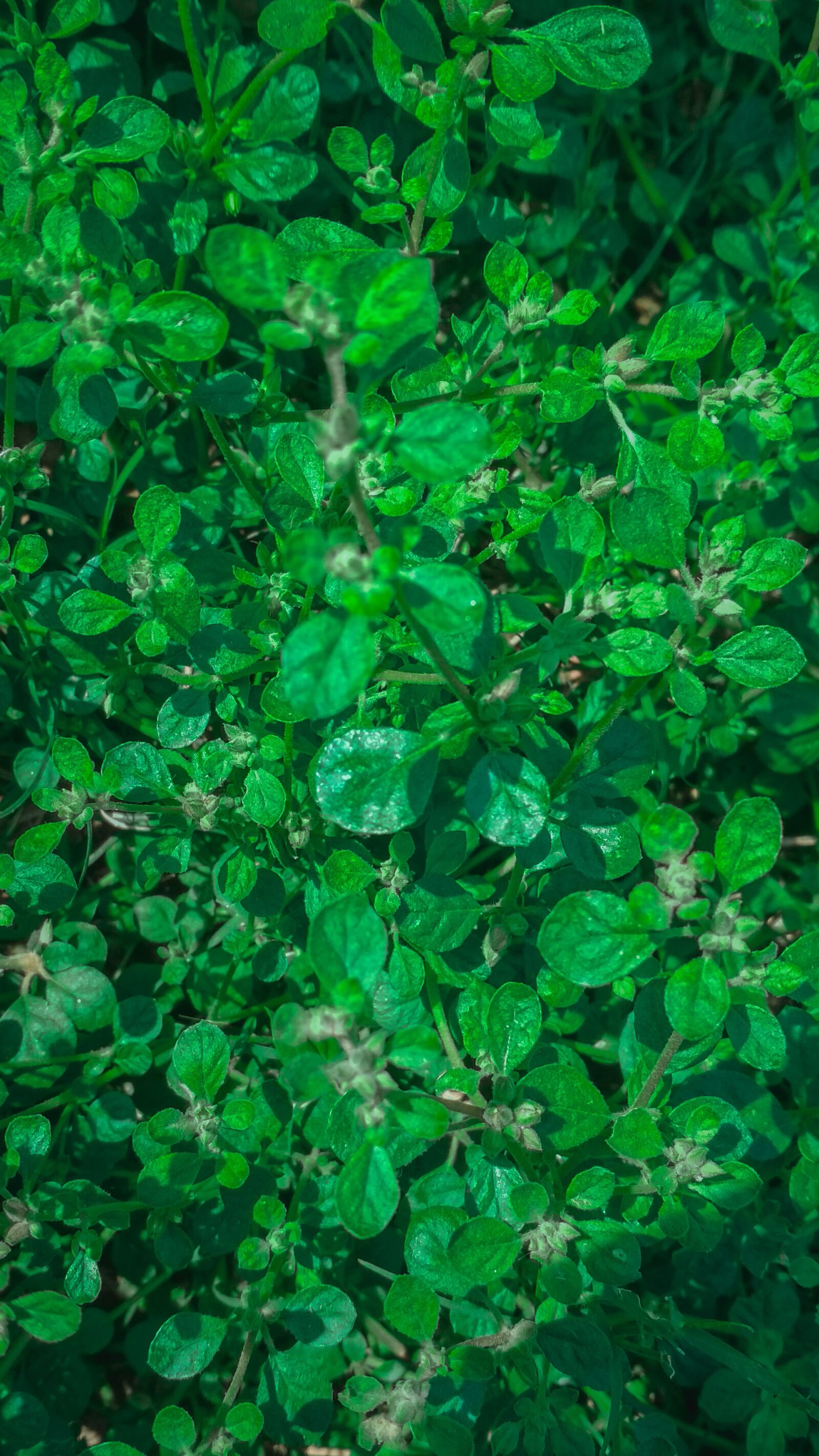 Xiaomi Redmi 4 Pro sample photo. Green, deep, leaf photography