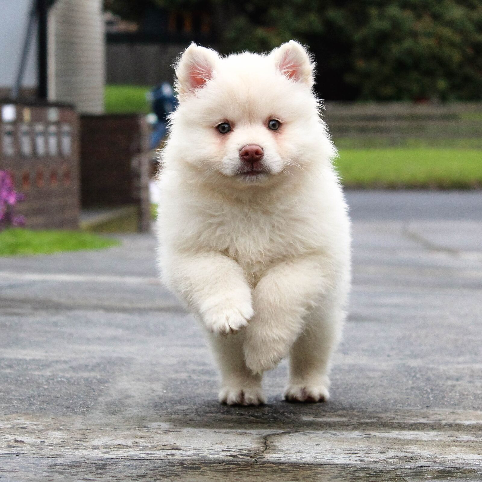 Canon EOS 1200D (EOS Rebel T5 / EOS Kiss X70 / EOS Hi) sample photo. Puppy, running, dog photography