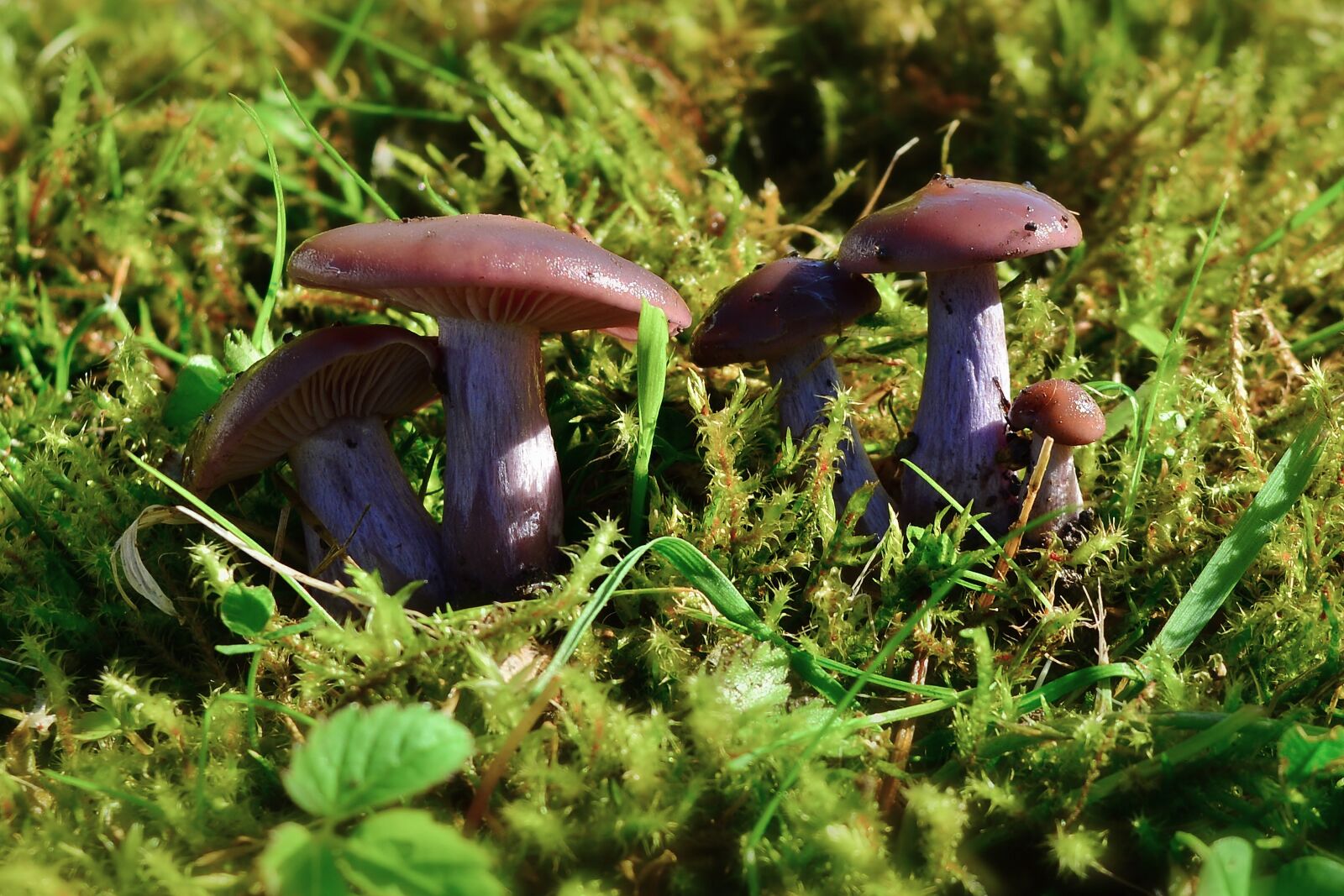 Nikon D5200 sample photo. Mushrooms, small, nature photography