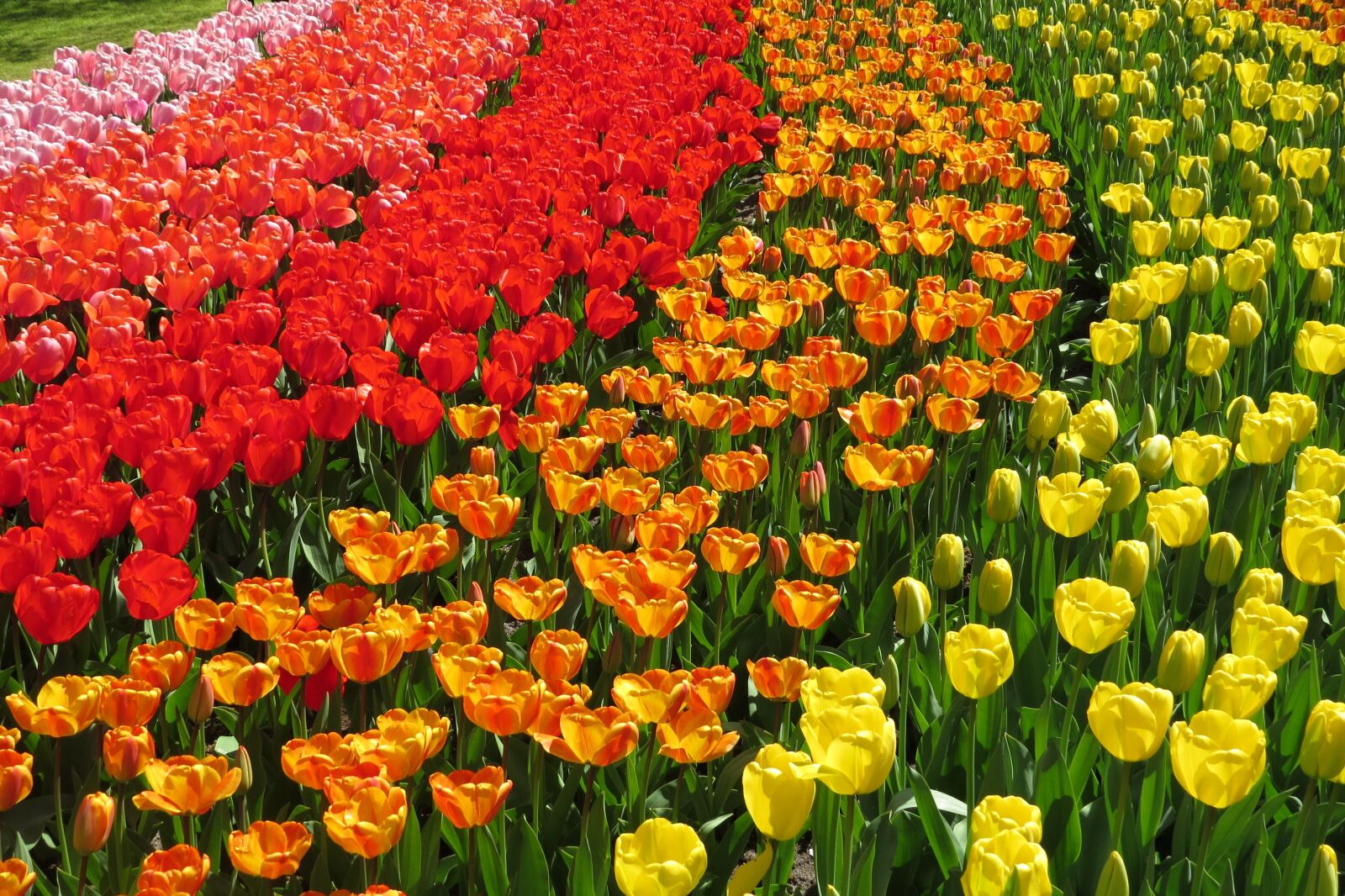 Canon PowerShot SX50 HS sample photo. Tulip, tulips, bloom photography