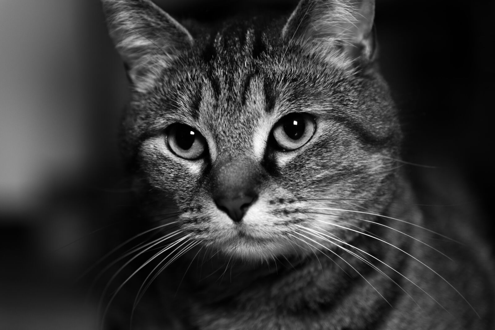 Nikon D750 sample photo. Cat, domestic cat, cat photography