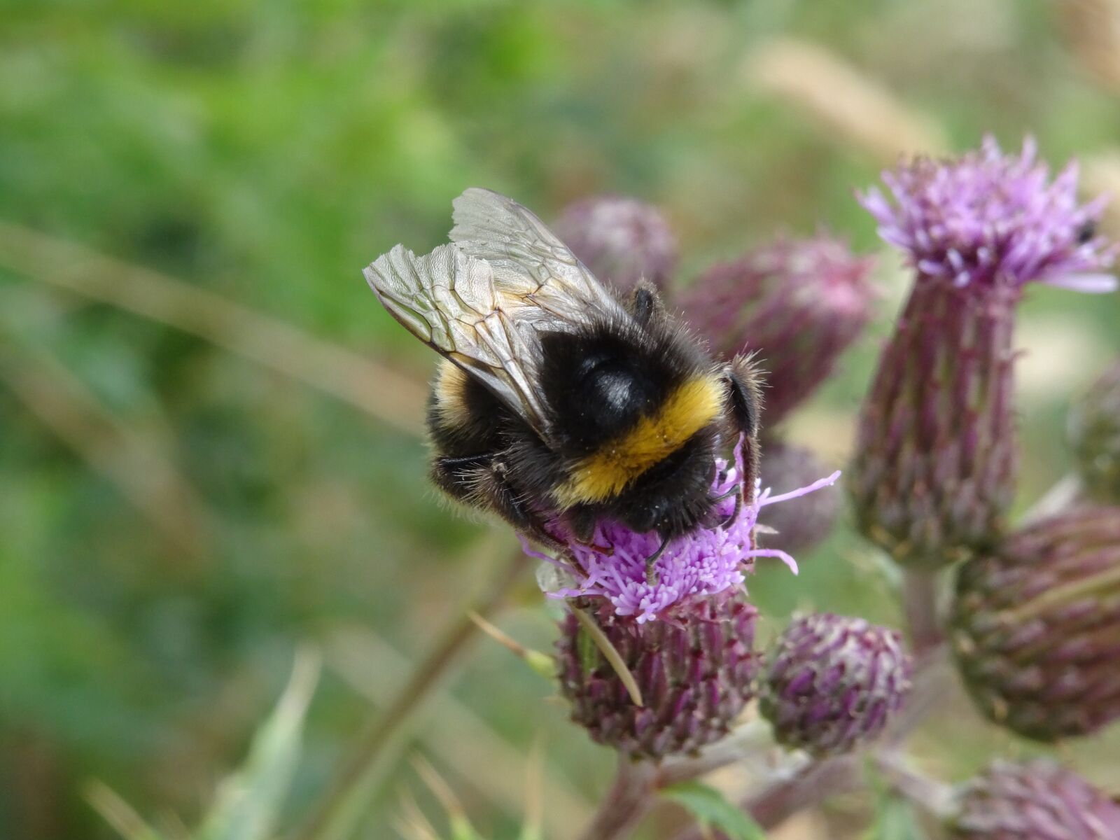 Sony DSC-HX50 sample photo. Bumblebee, insect, nature photography