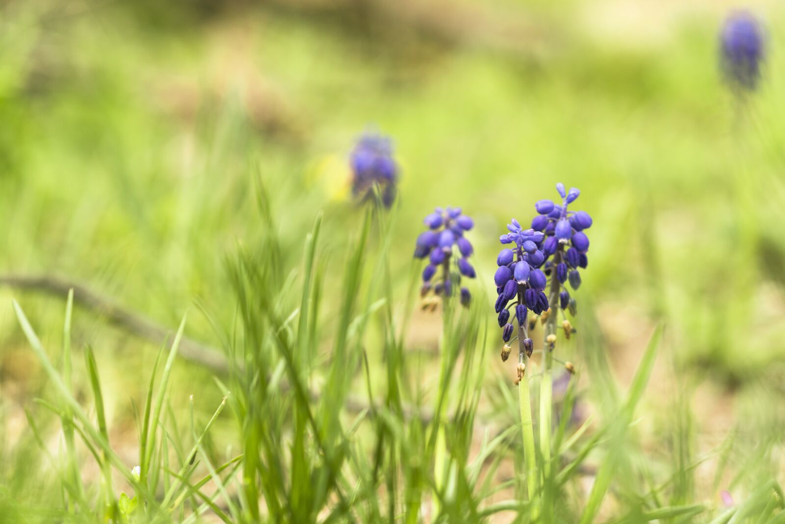Nikon D7100 sample photo. Flowers, nature, green photography