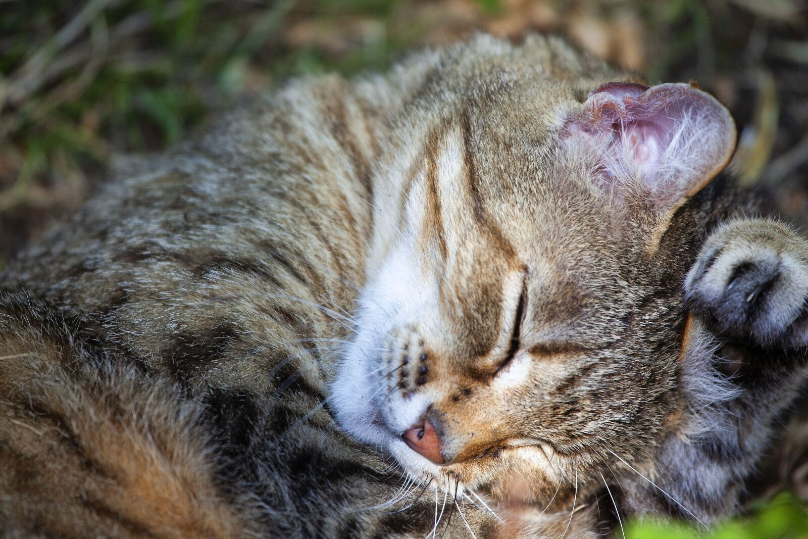 Canon EOS 5D Mark II sample photo. Cat, feline, nature photography