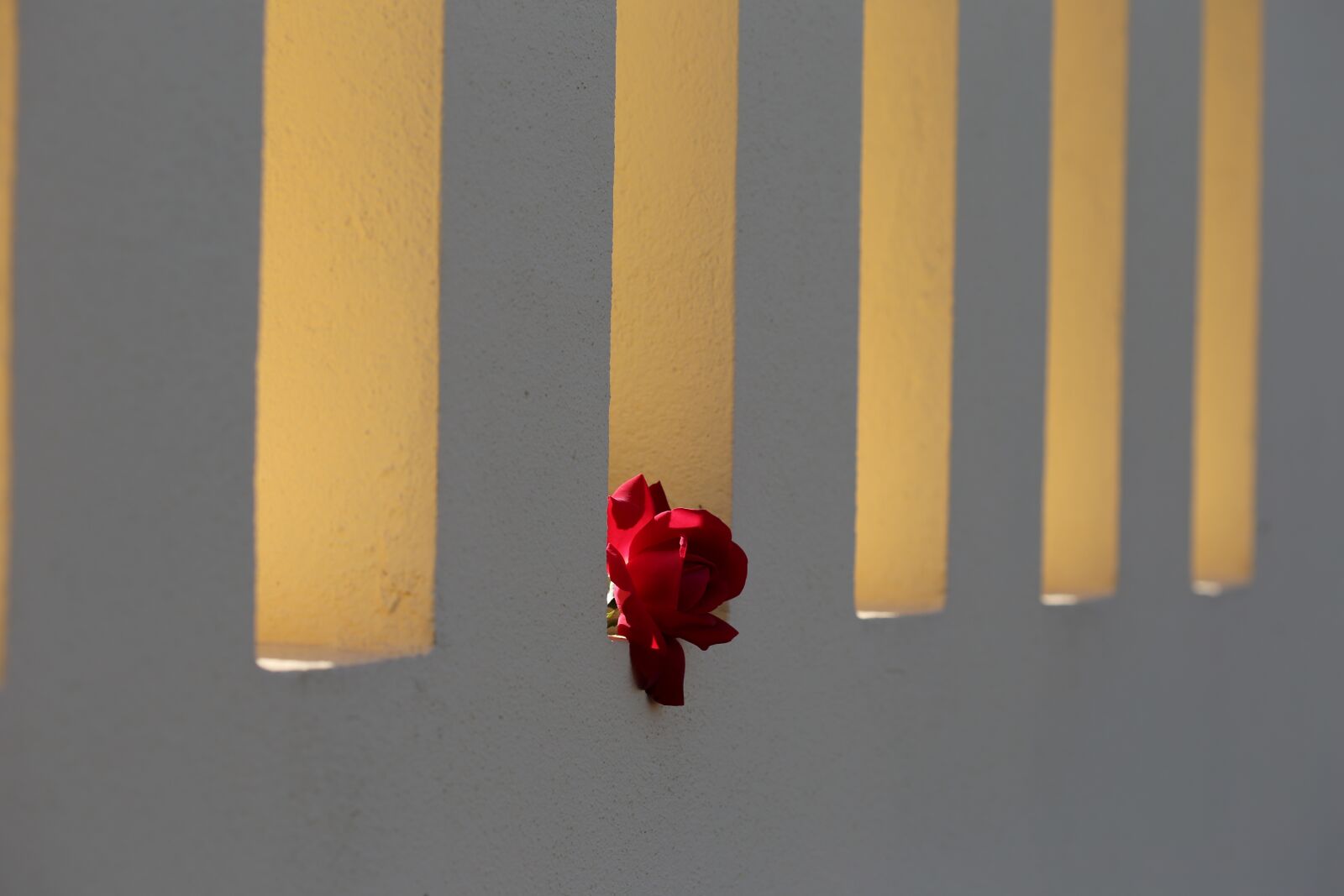 Canon EOS 6D + Canon EF 100mm F2.8 Macro USM sample photo. Red rose on fence photography